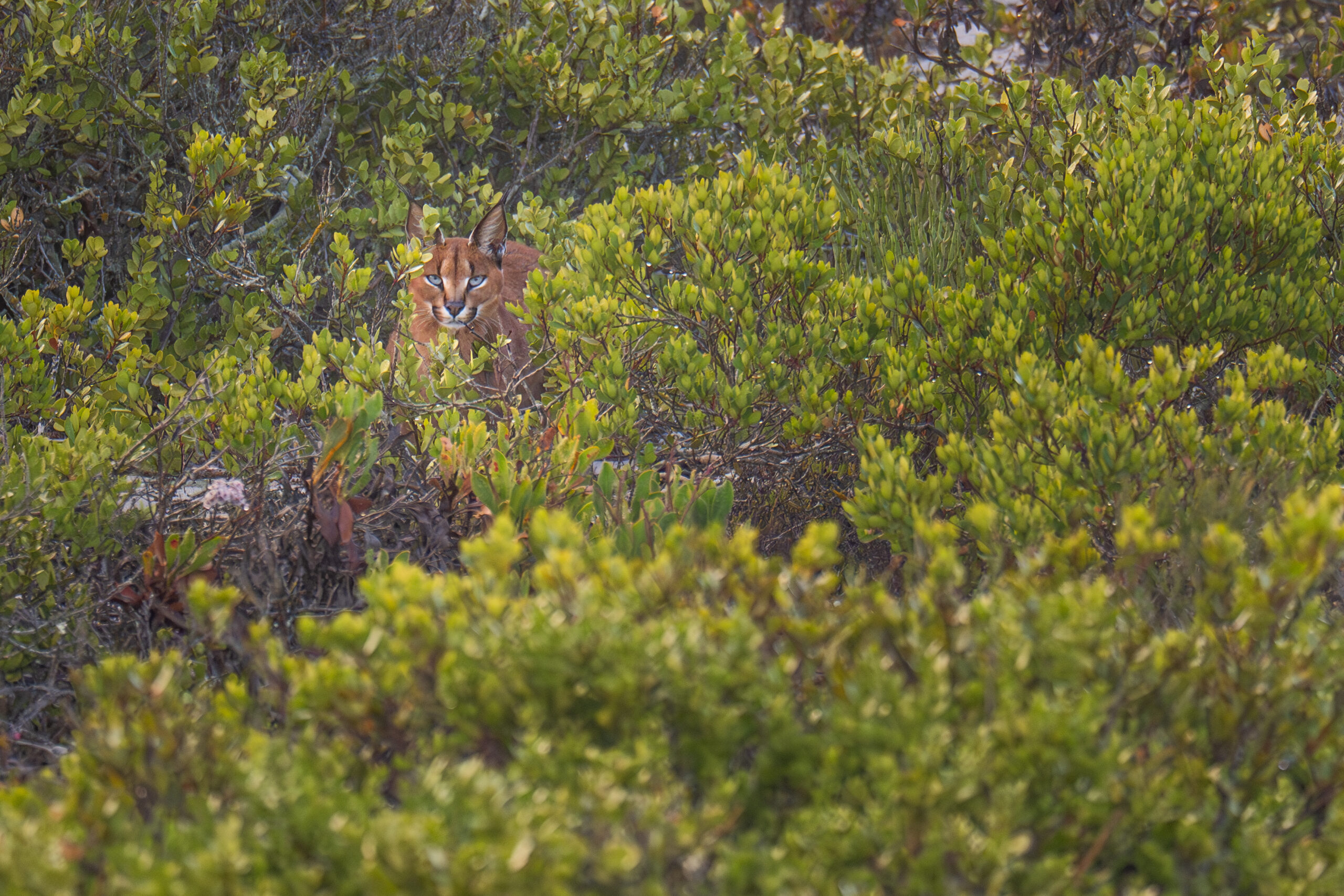 Caracal in fynbos in South Africa