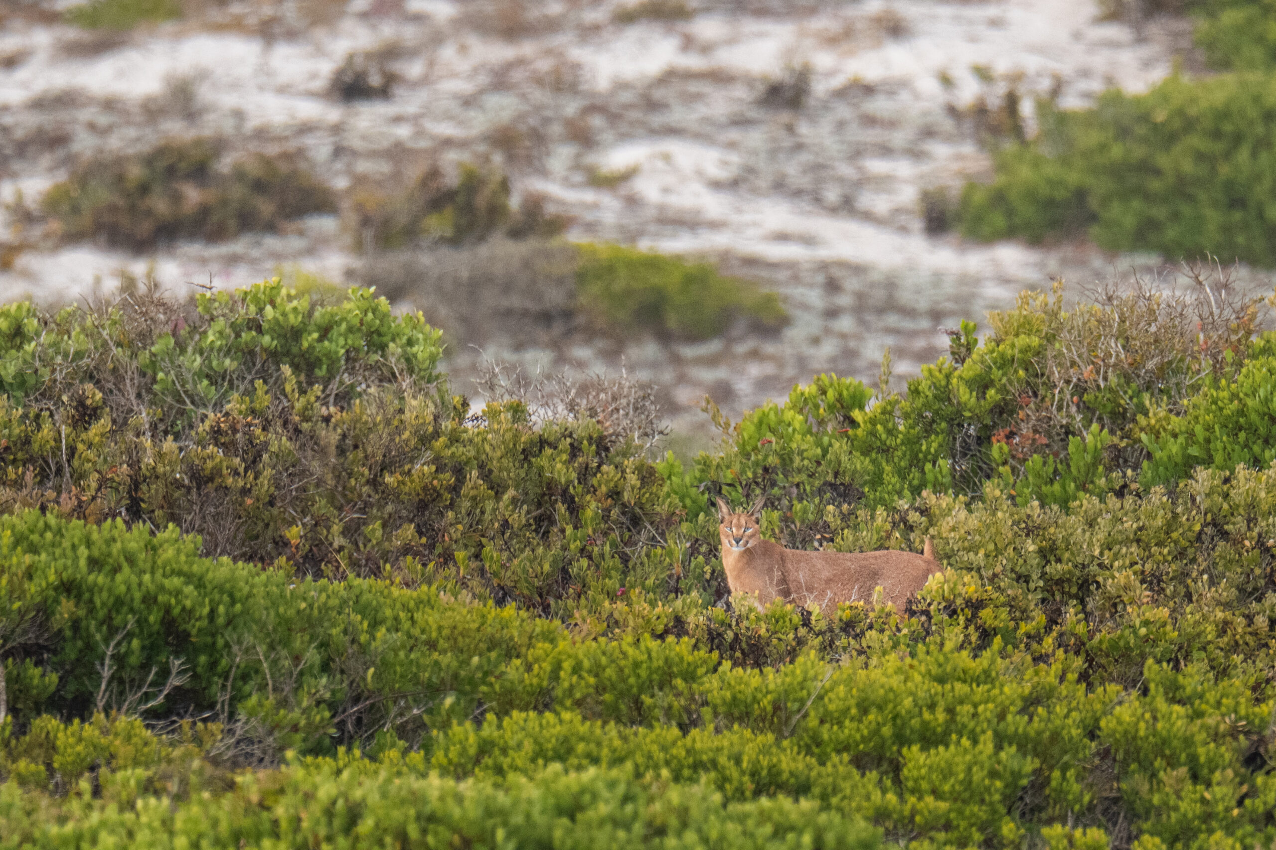 Caracal in fynbos in South Africa