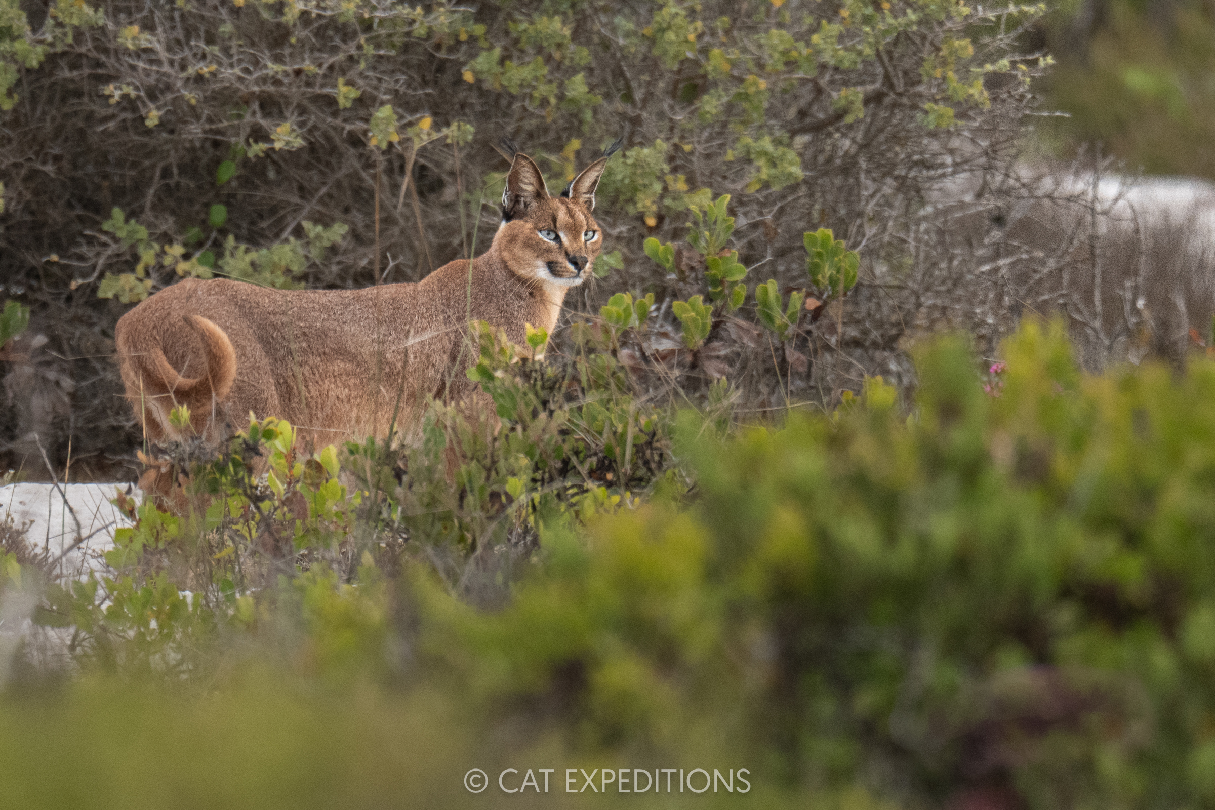 Caracal in fynbos in South Africa