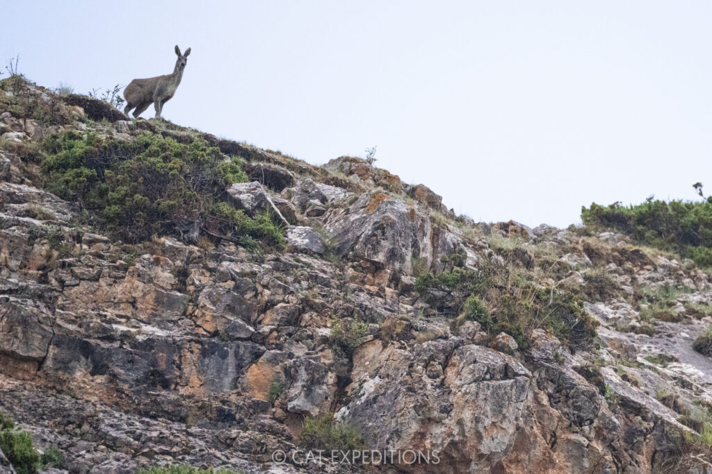 Alpine Musk Deer, Sichuan, China