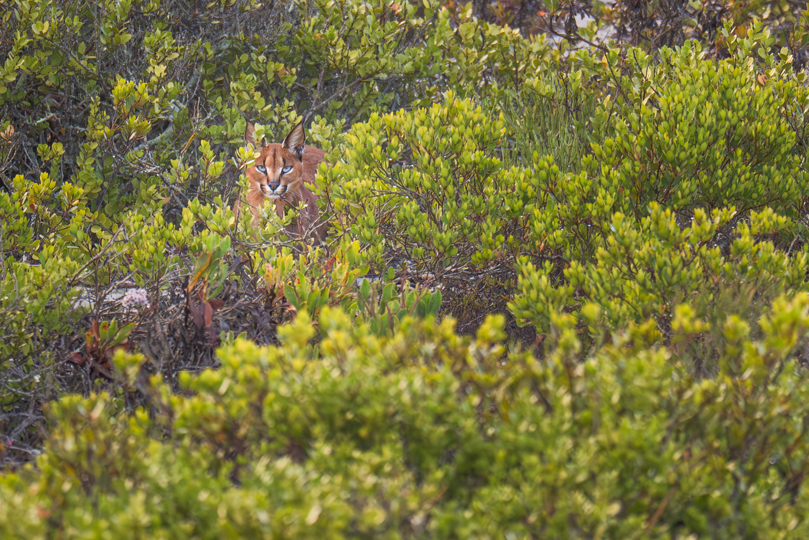Caracal in Fynbos Habitat in South Africa