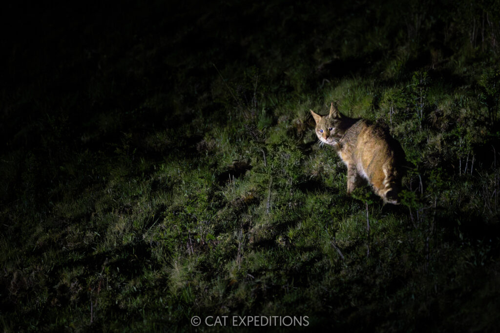 Chinese Mountain Cat male at night, Sichuan, China, photographed during our exploratory Chinese Mountain Cats of Sichuan Photo Tour.