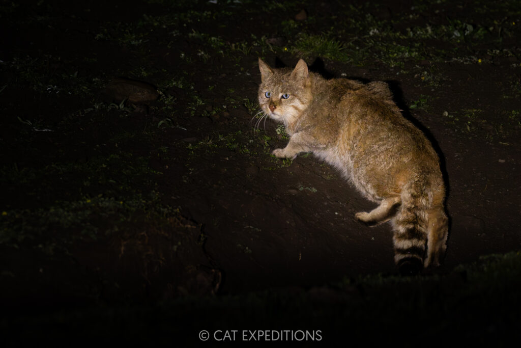 Chinese Mountain Cat male at night, Sichuan, China, photographed during our exploratory Chinese Mountain Cats of Sichuan Photo Tour.