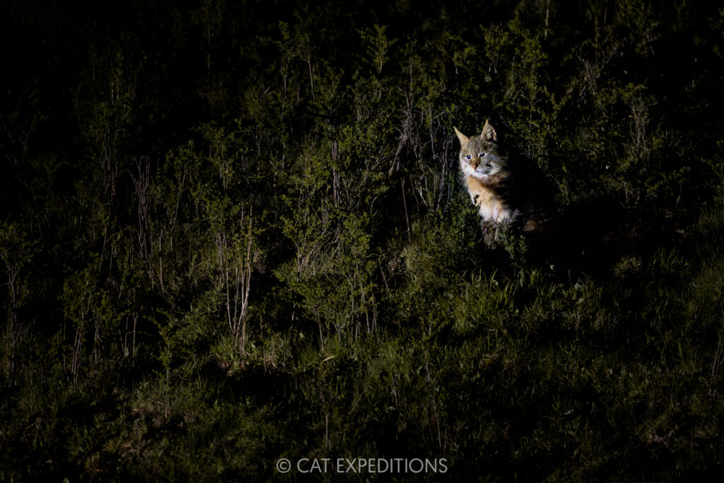 Chinese Mountain Cat male at night, Sichuan, China, photographed during our exploratory Chinese Mountain Cats of Sichuan Photo Tour.
