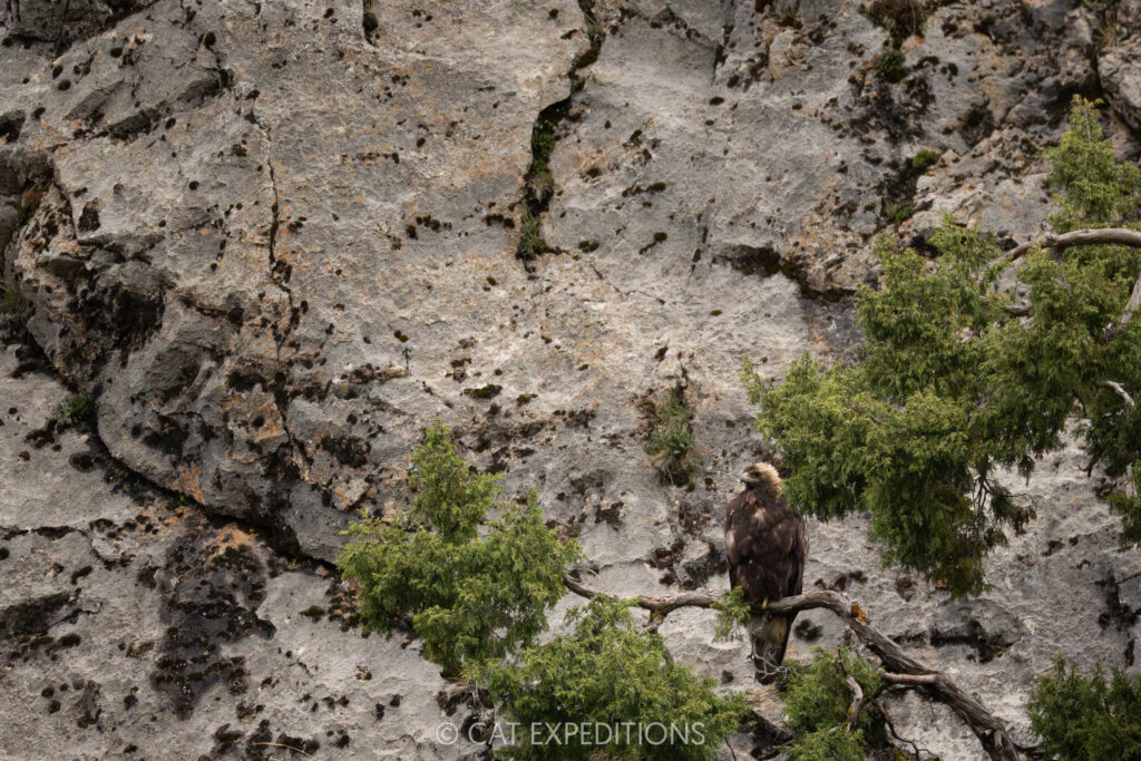 Golden Eagle, Sichuan, China