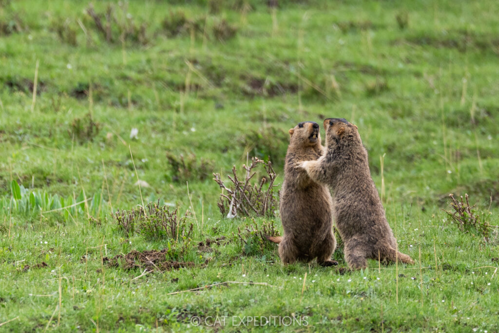Himalayan marmots fighting, Sichuan, China