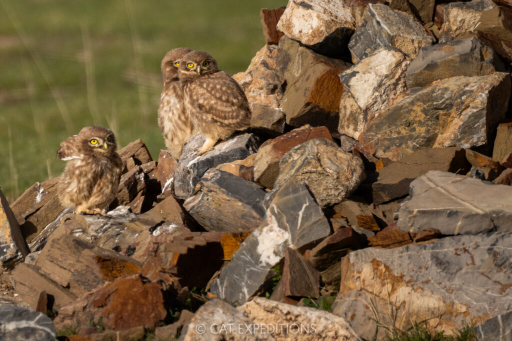 Little Owl chicks in Sichuan, China