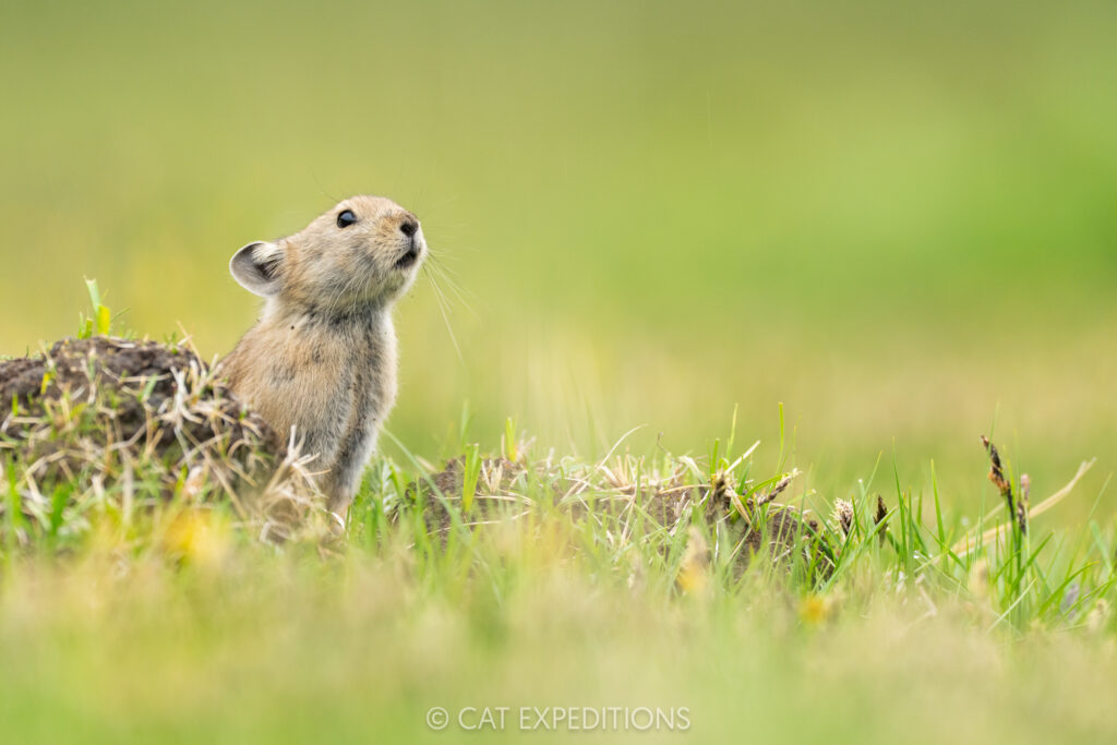 Plateau Pika, Sichuan, China