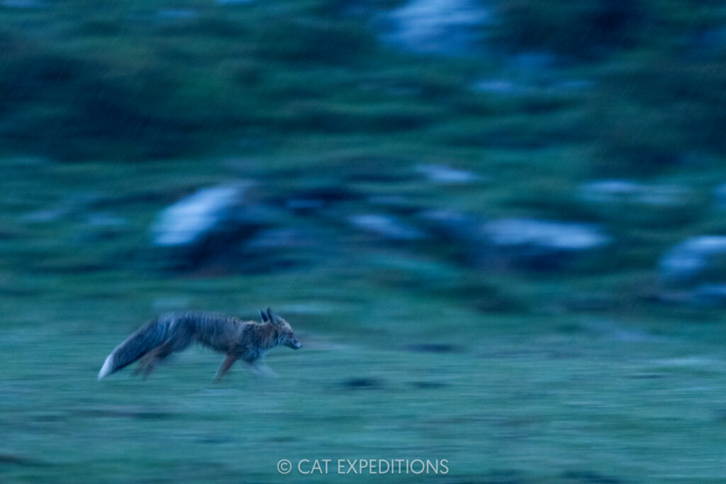 Red fox running at dawn, Sichuan, China