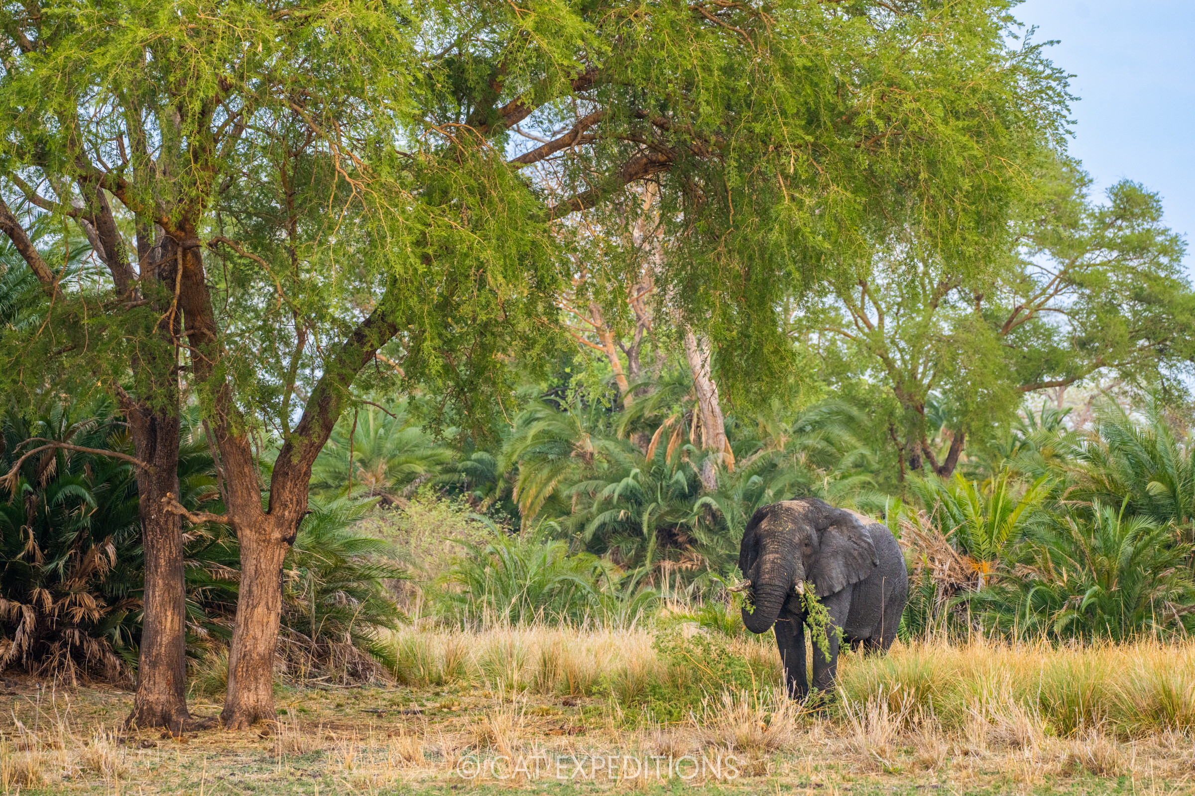African Elephant bull browsing, Kafue National Park, Zambia