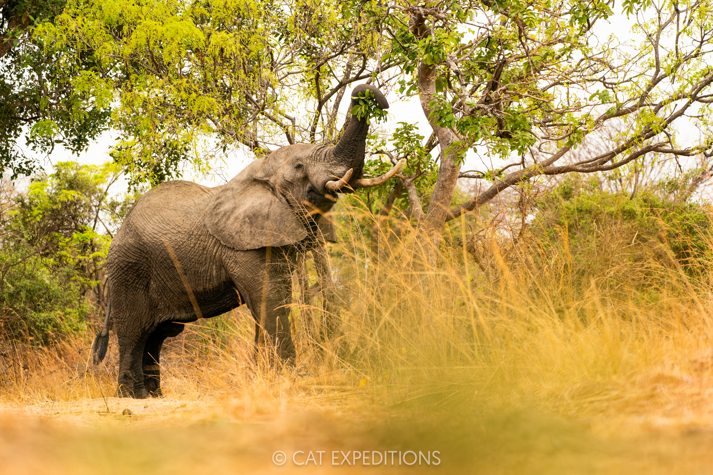 African Elephant bull browsing, Kafue National Park, Zambia
