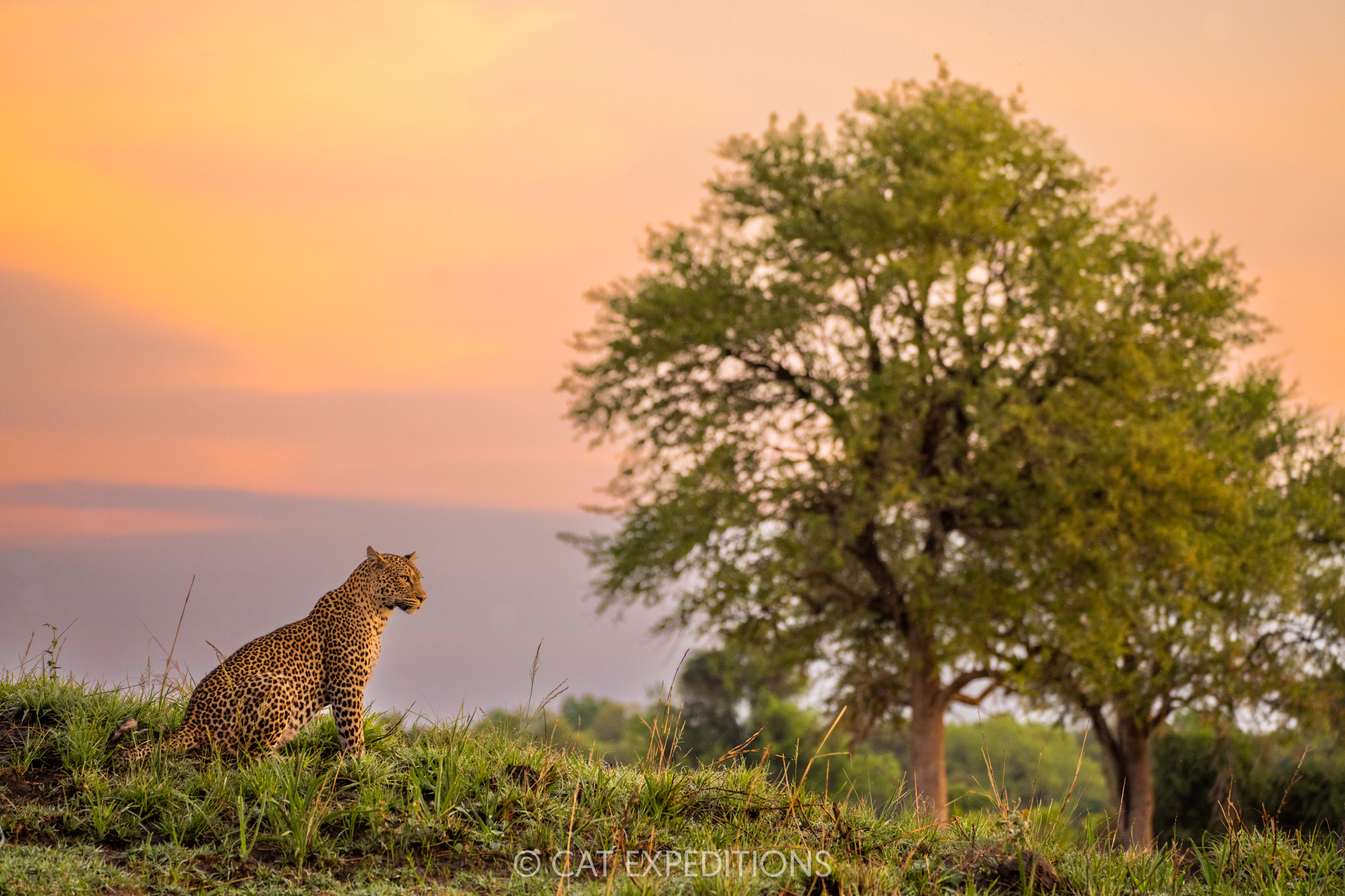 African Leopard female at sunrise, Kafue National Park, Zambia