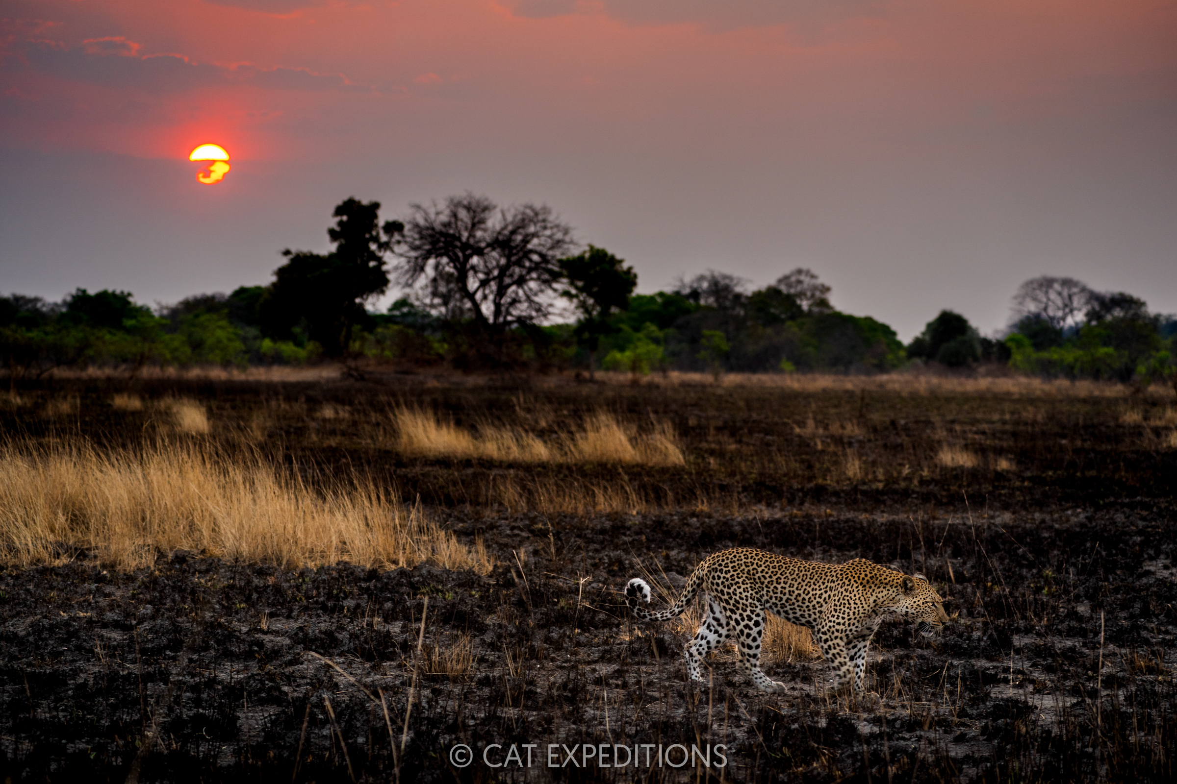 African Leopard male in burned savanna at sunset, Kafue National Park, Zambia