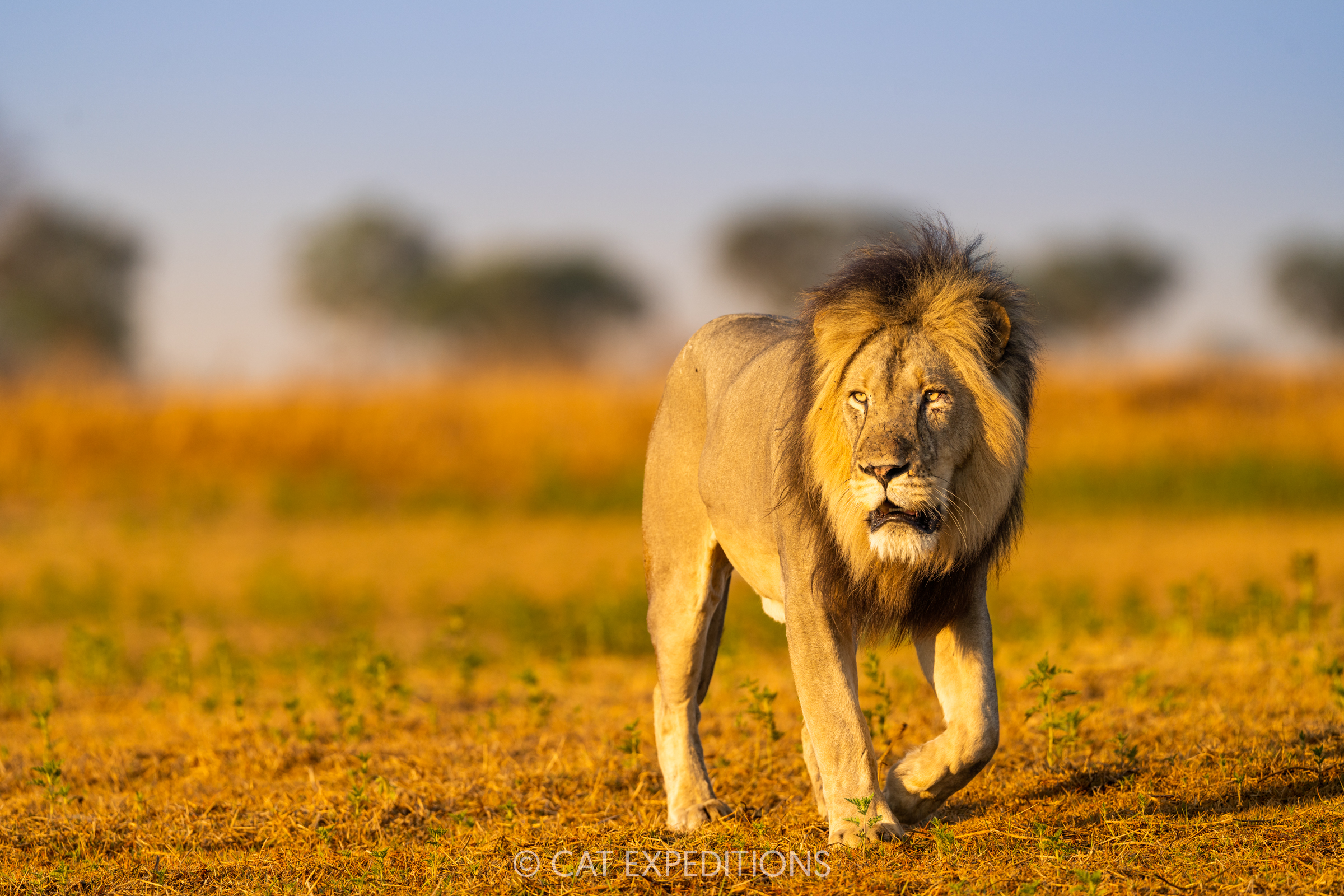 African Lion, six year old male, Busanga Plains, Kafue National Park, Zambia