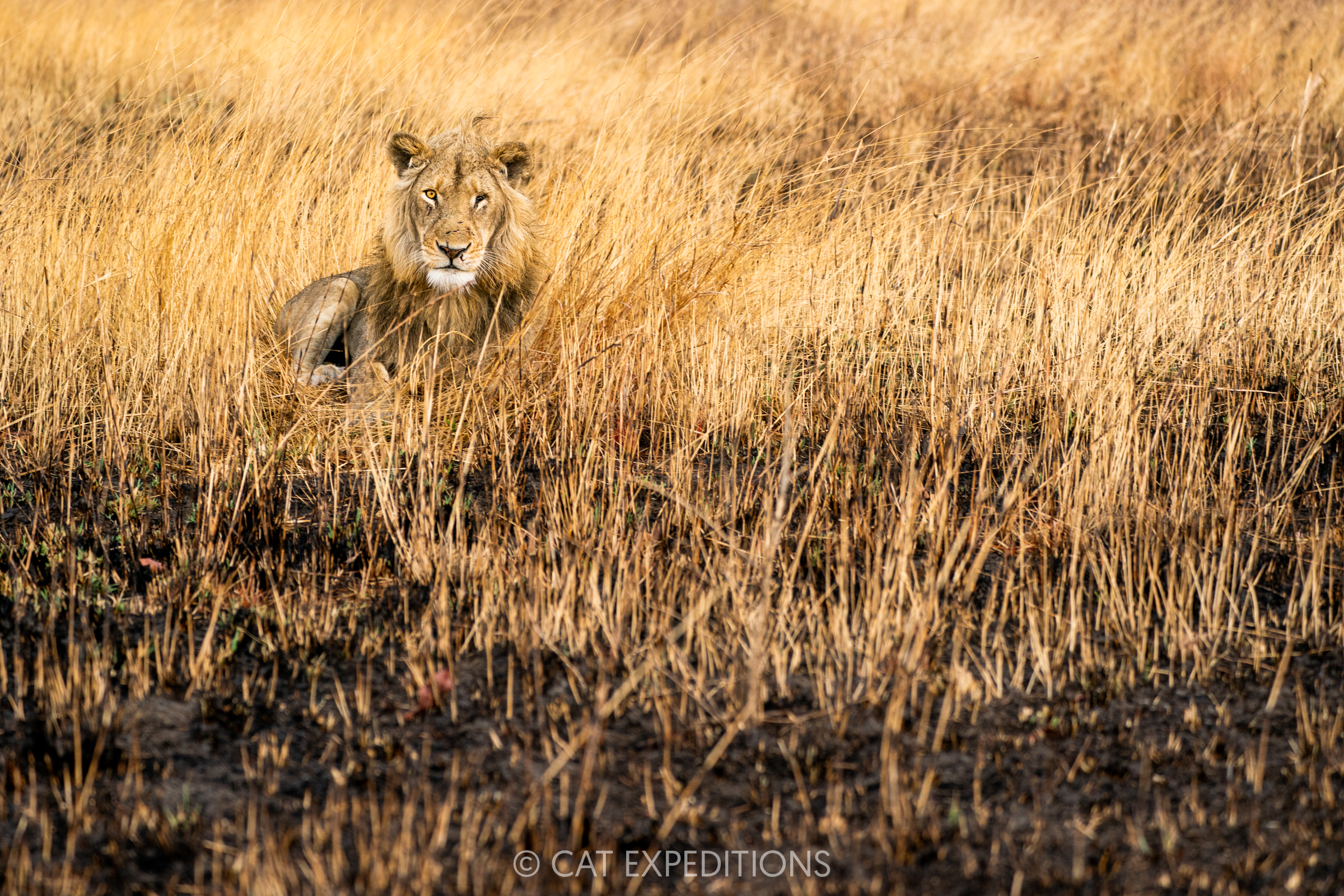 African Lion male in burned savanna, Kafue National Park, Zambia
