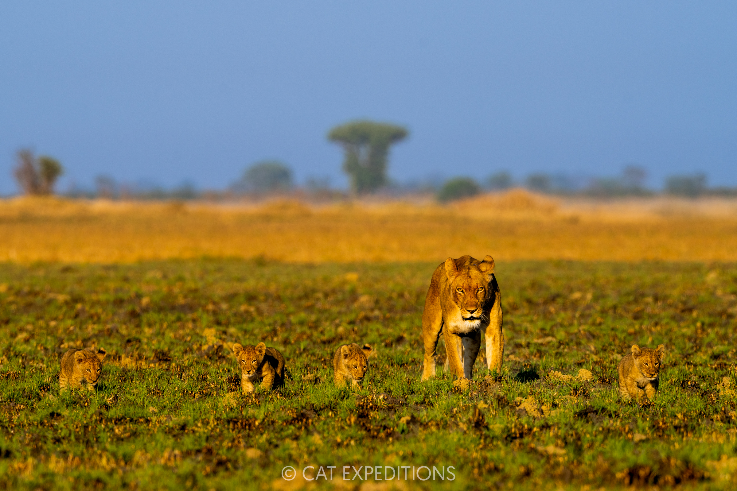 African Lion mother and cubs in floodplain, Busanga Plains, Kafue National Park, Zambia