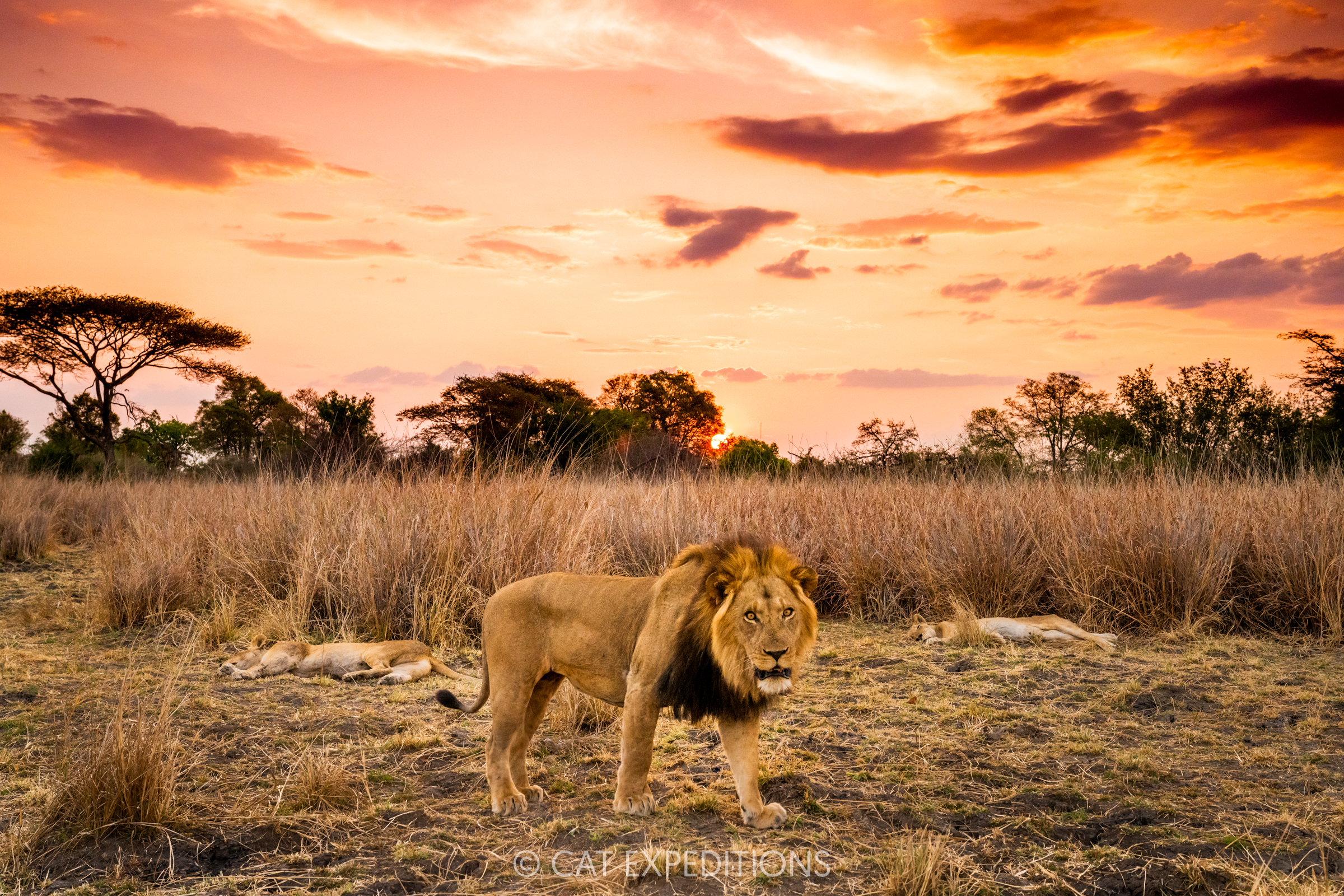 African Lion male with pride at sunset, Kafue National Park, Zambia
