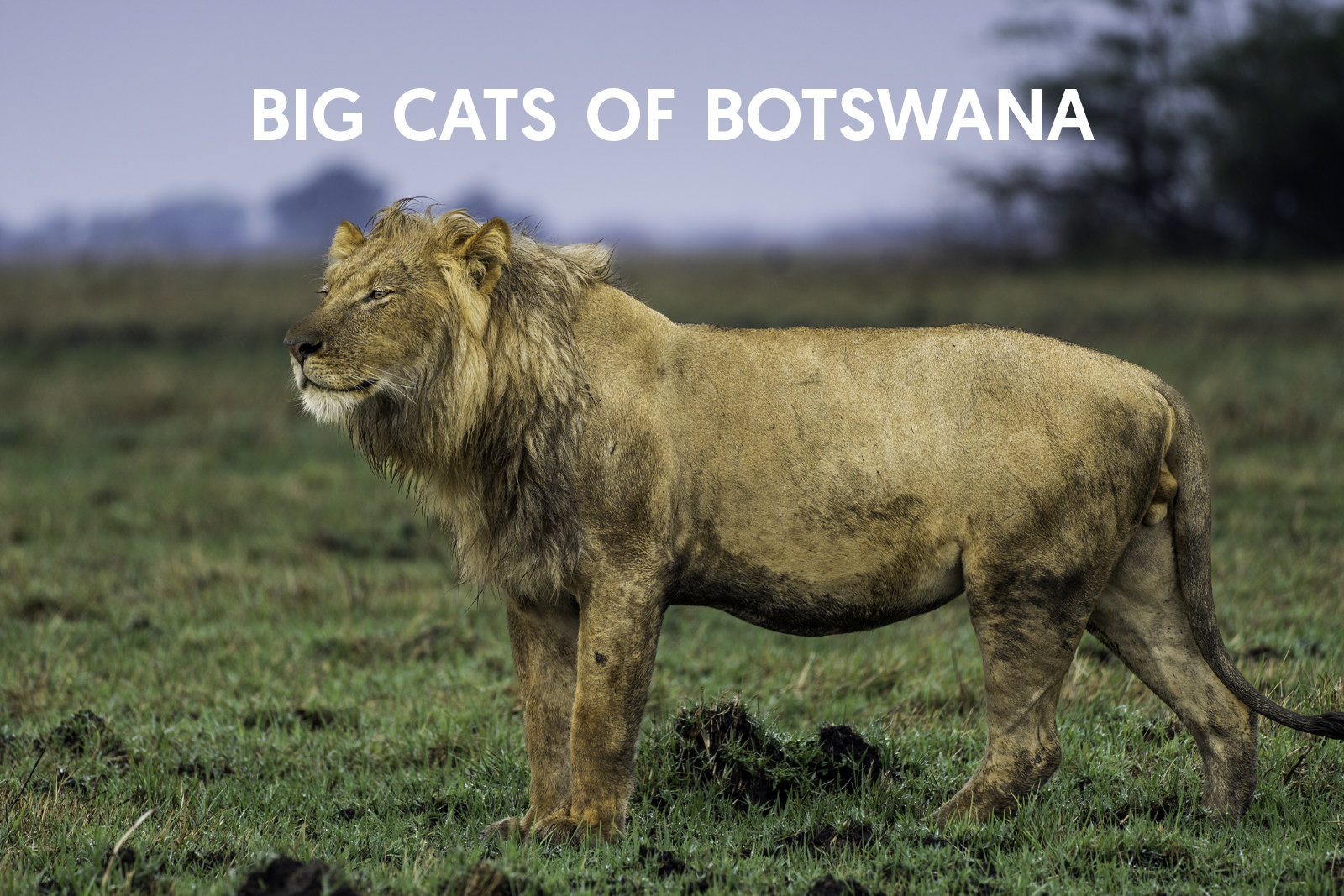 Cat Expeditions - Big Cats of Botswana Photo Tour