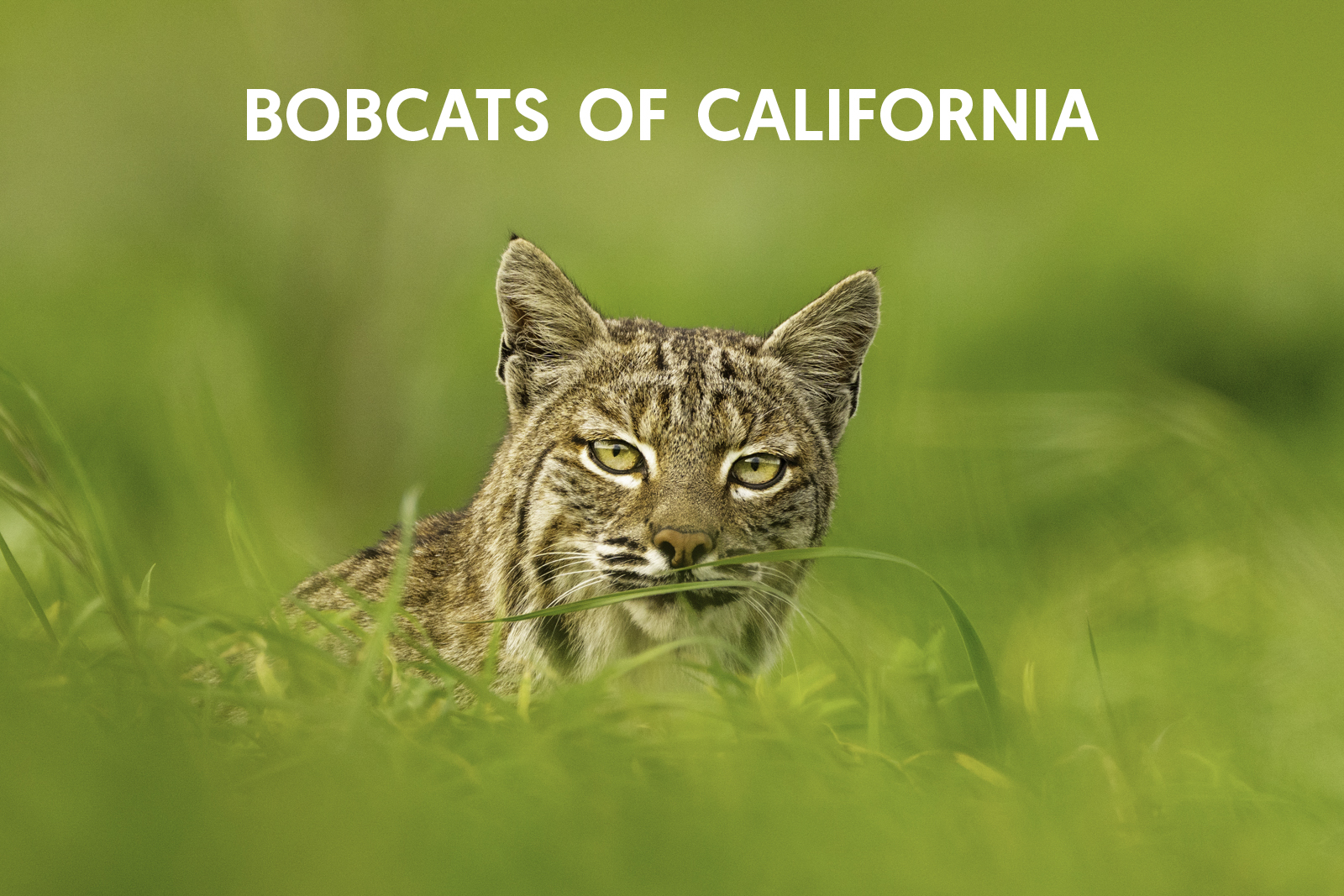 Cat Expeditions - Bobcats of California Photo Tour