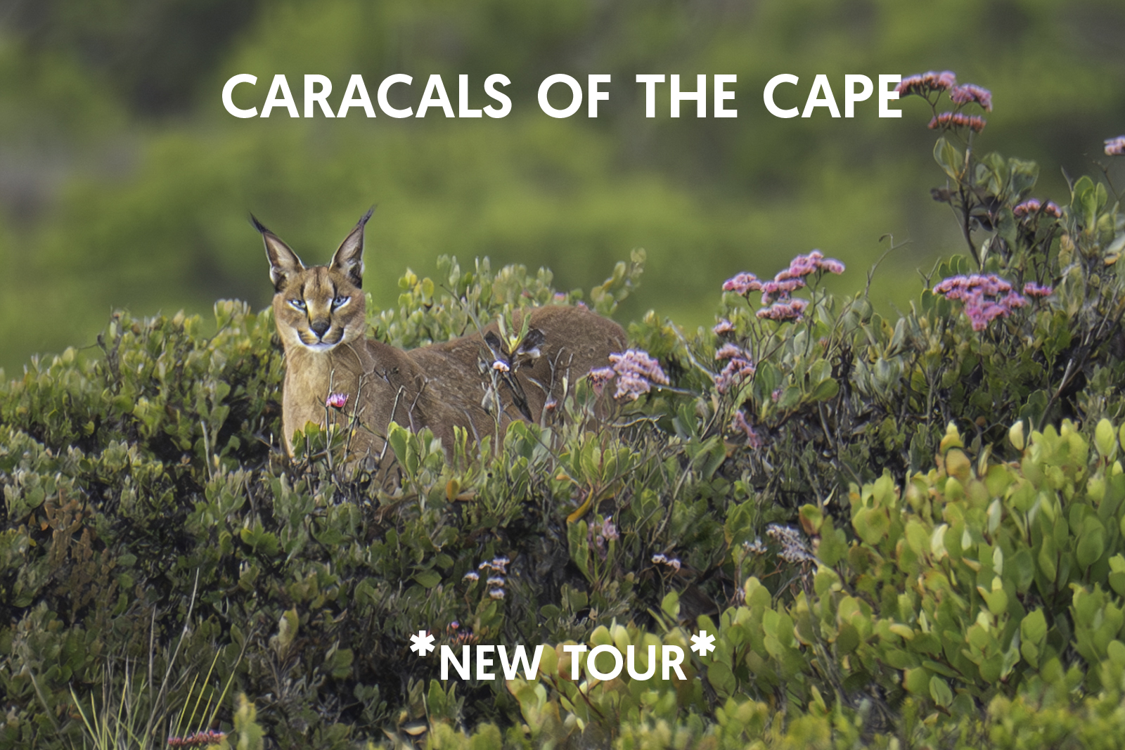 Cat Expeditions - Caracals of the Cape Photo Tour