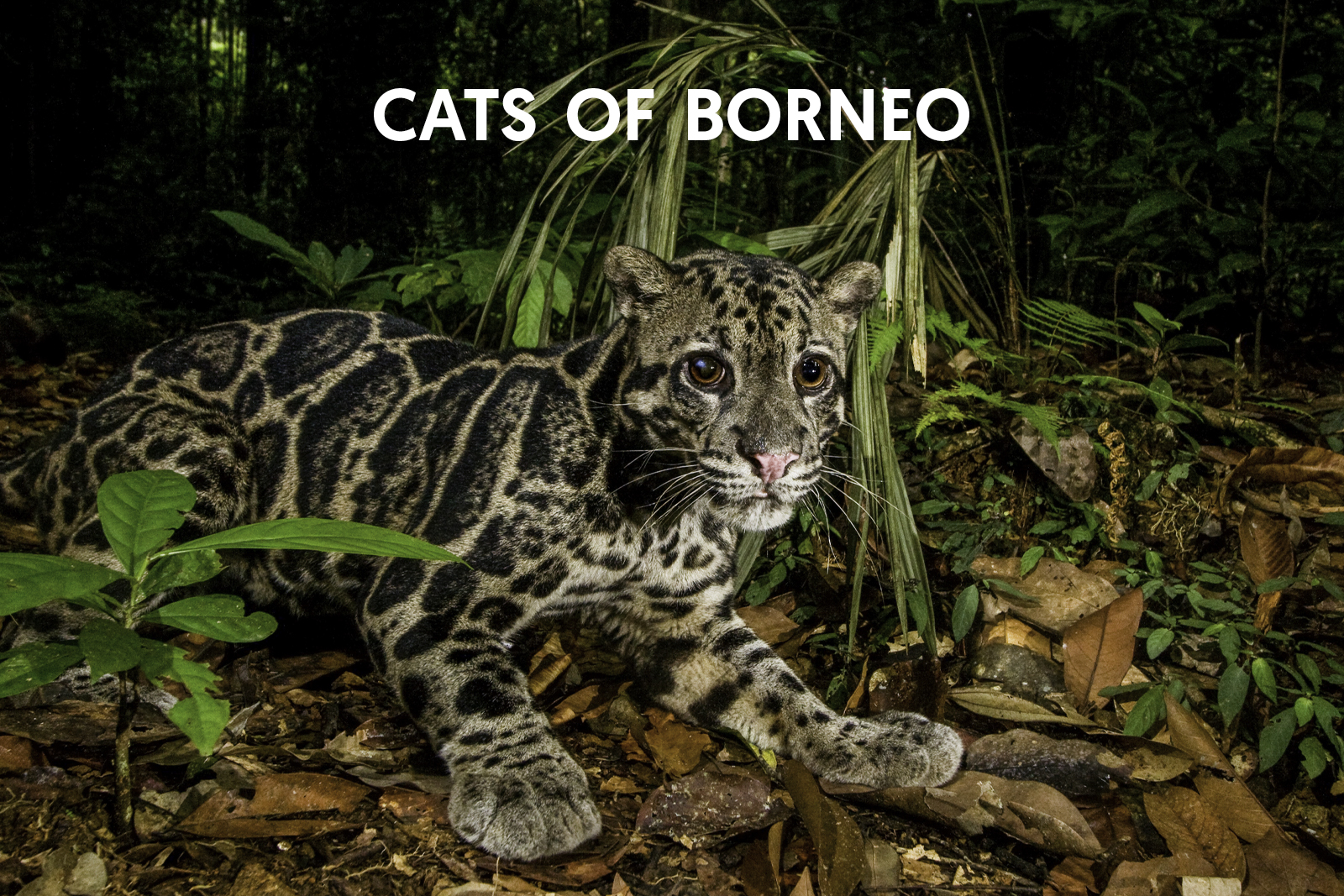Cat Expeditions - Cats of Borneo Photo Tour