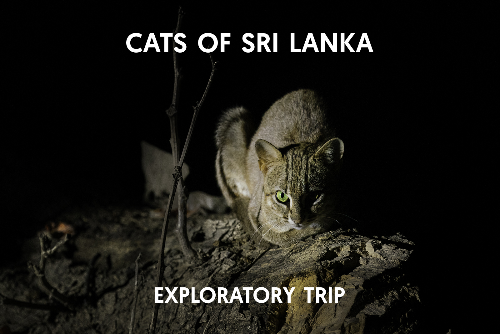 Cat Expeditions - Cats of Sri Lanka Exploratory Trip