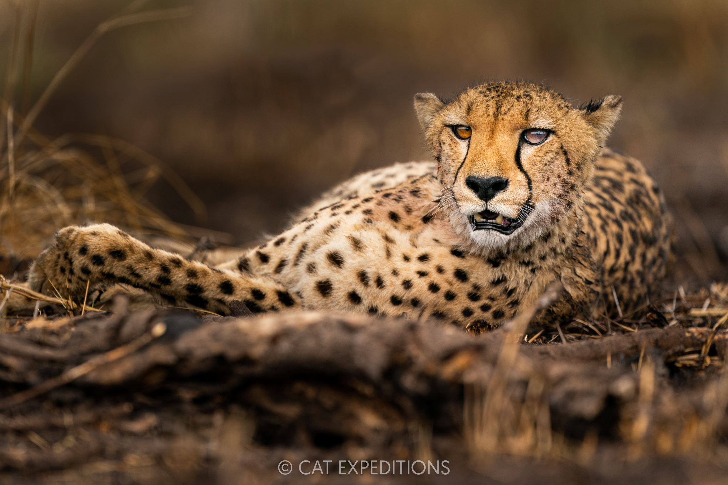 Cheetah female, Kafue National Park, Zambia