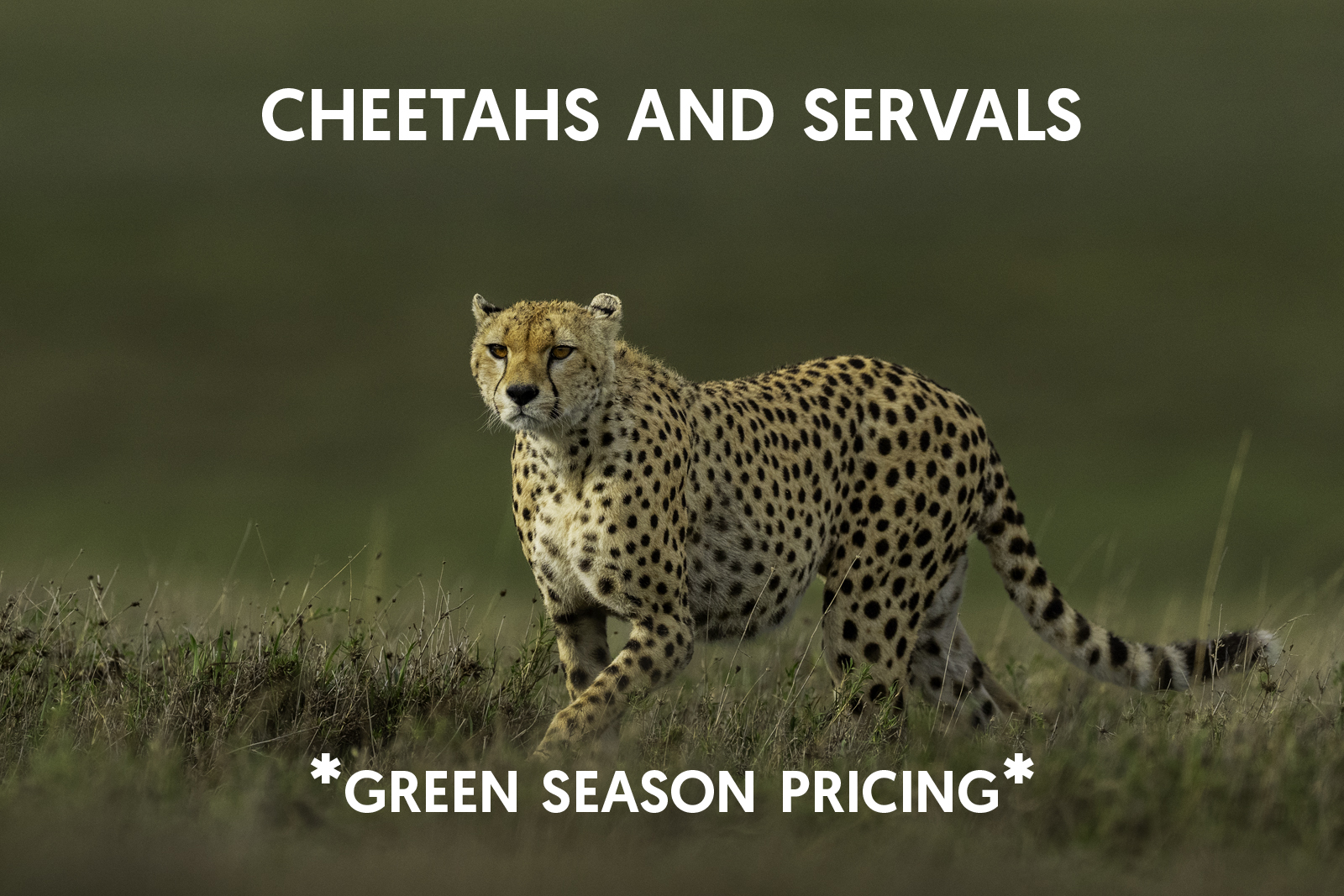 Cat Expeditions - Cheetahs and Servals Photo Tour