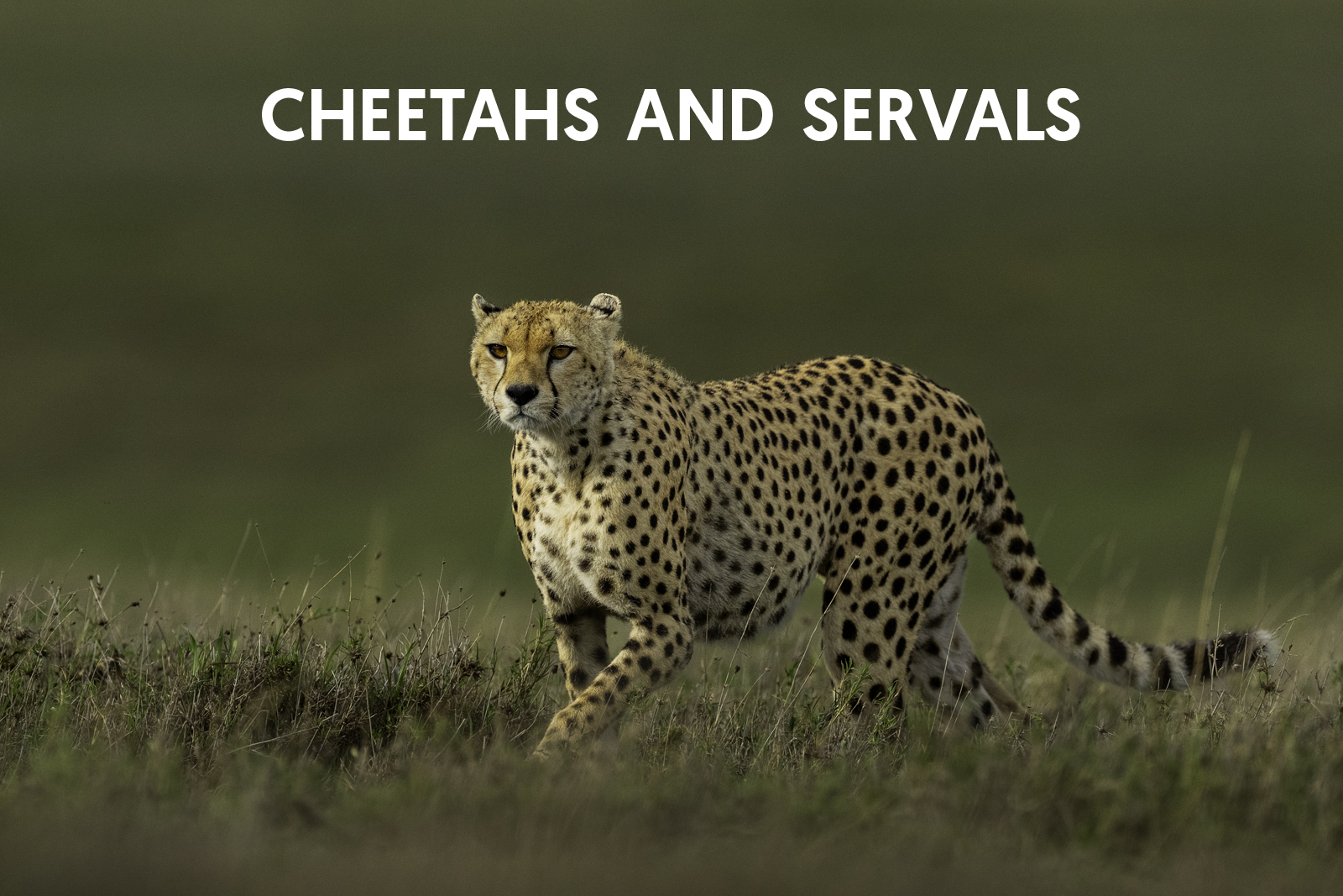Cat Expeditions - Cheetahs and Servals Photo Tour