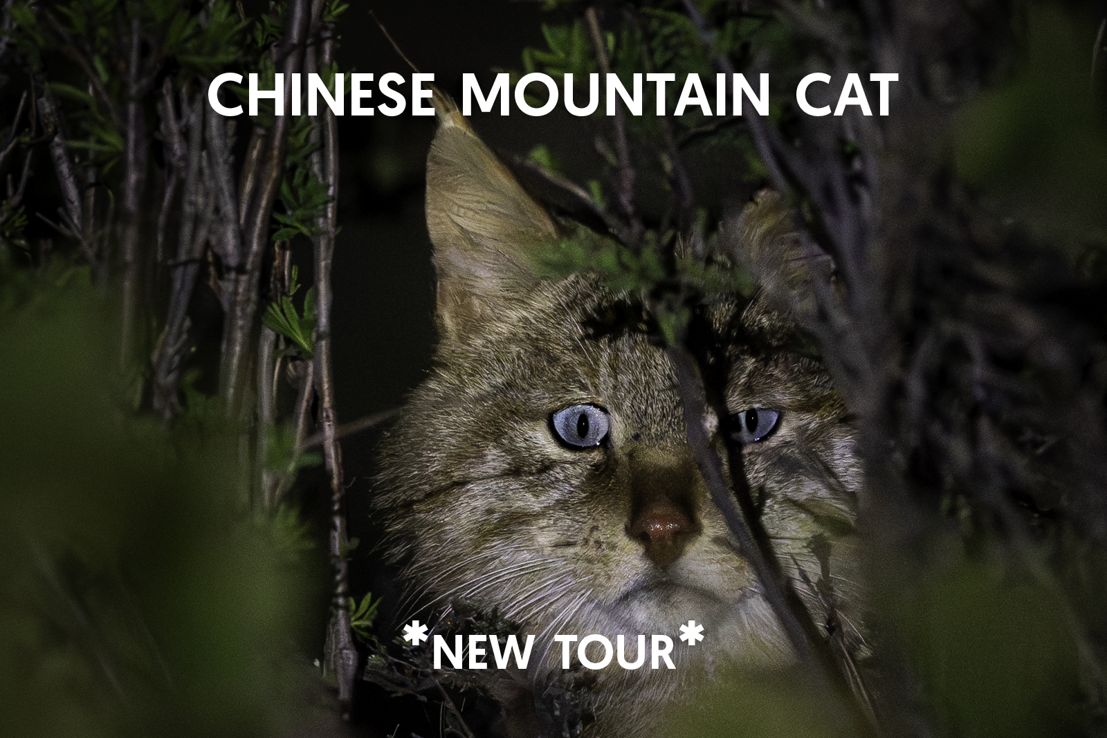 Cat Expeditions - Chinese Mountain Cat Photo Tour