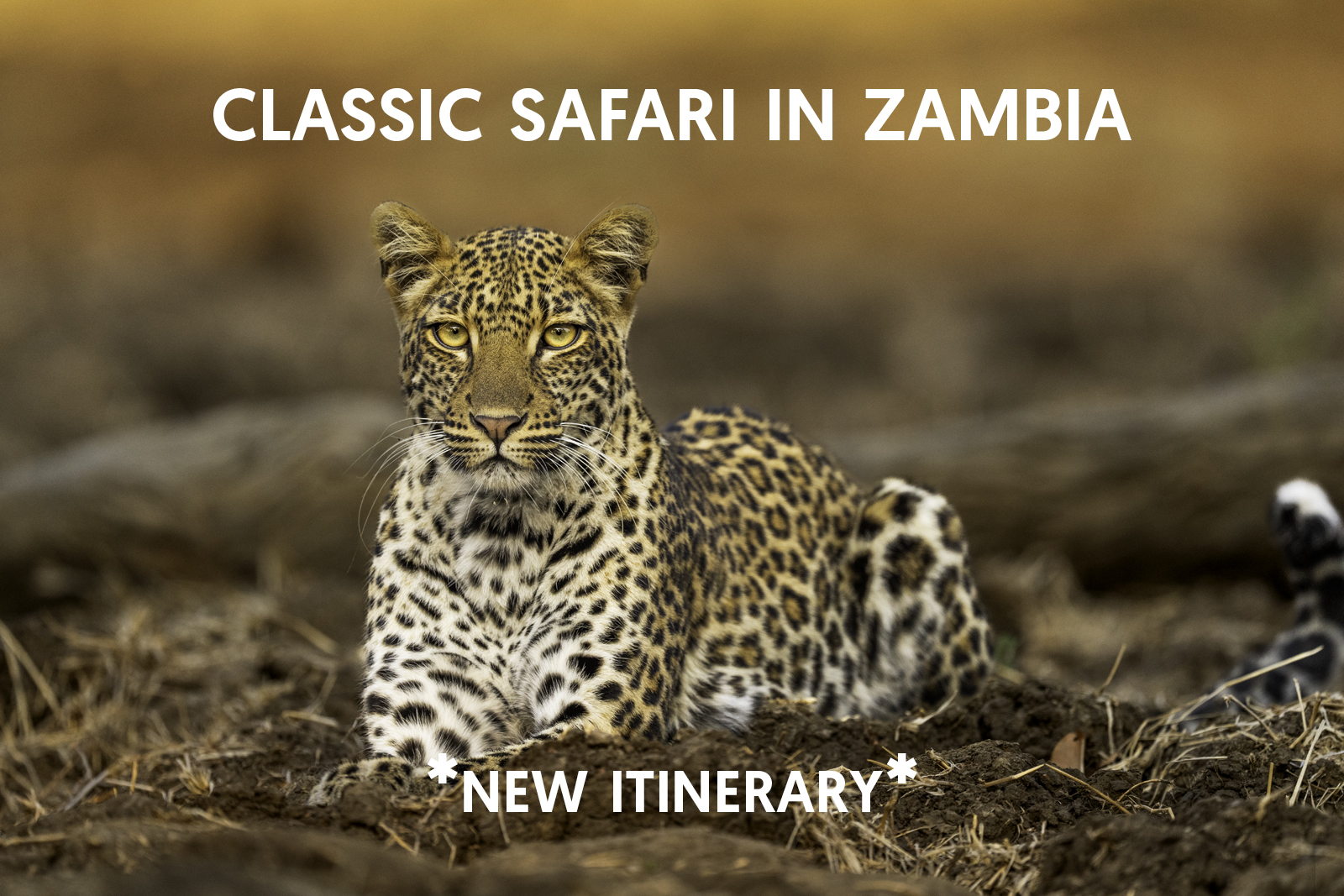 Cat Expeditions - Classic Safari Photo Tour