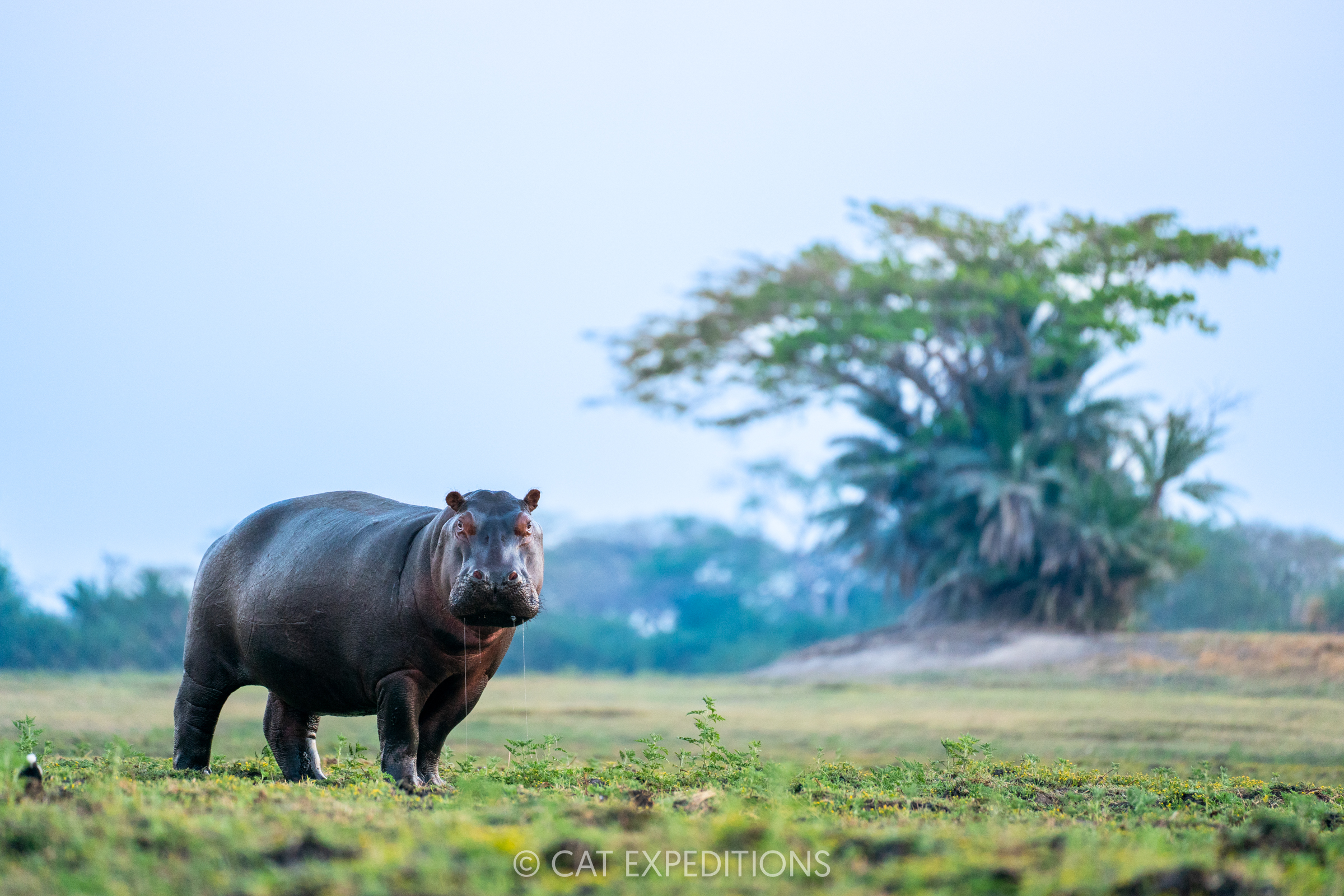 Hippopotamus in floodplain during dry season, Busanga Plains, Kafue National Park, Zambia