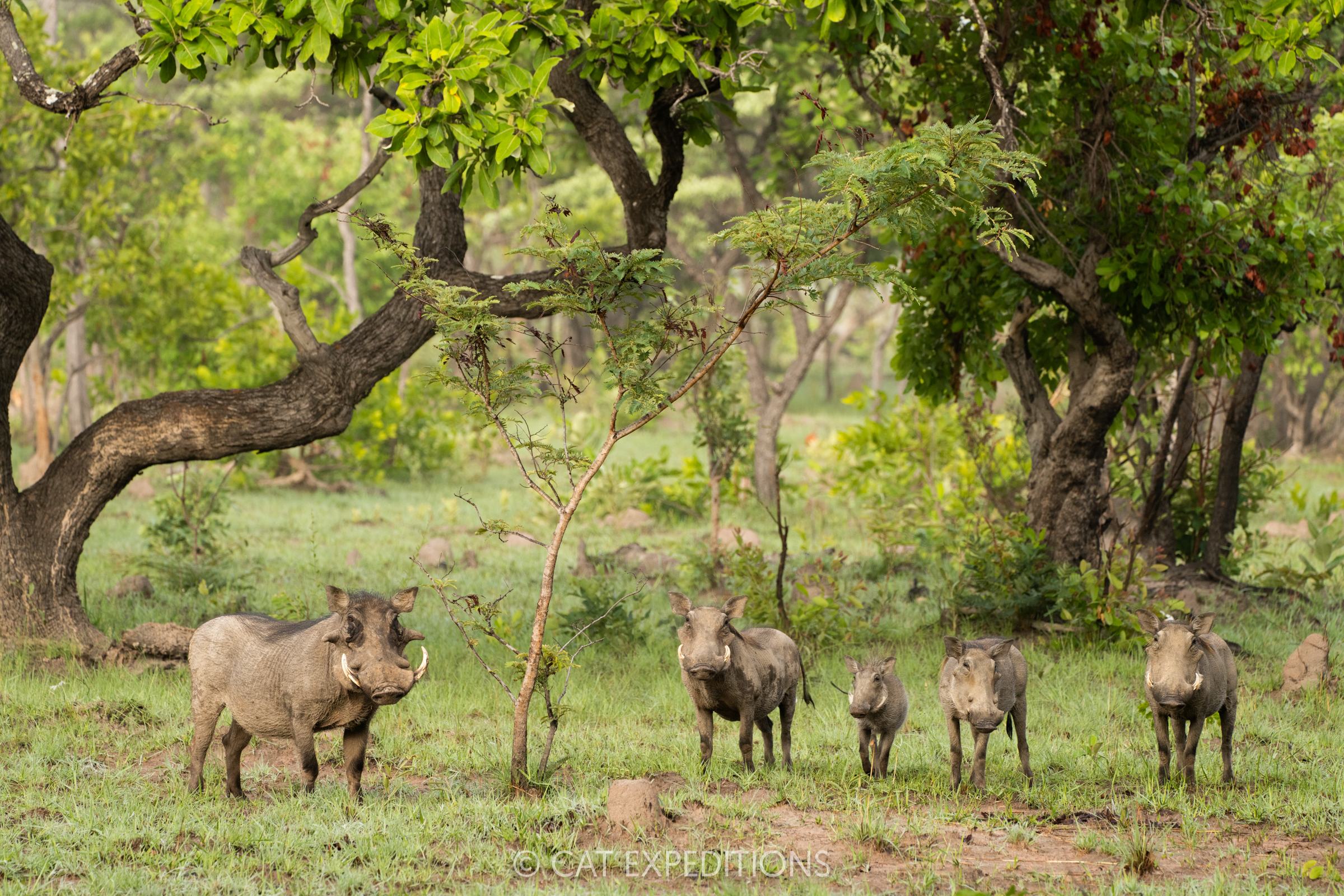 Common Warthog family, Kafue National Park, Zambia