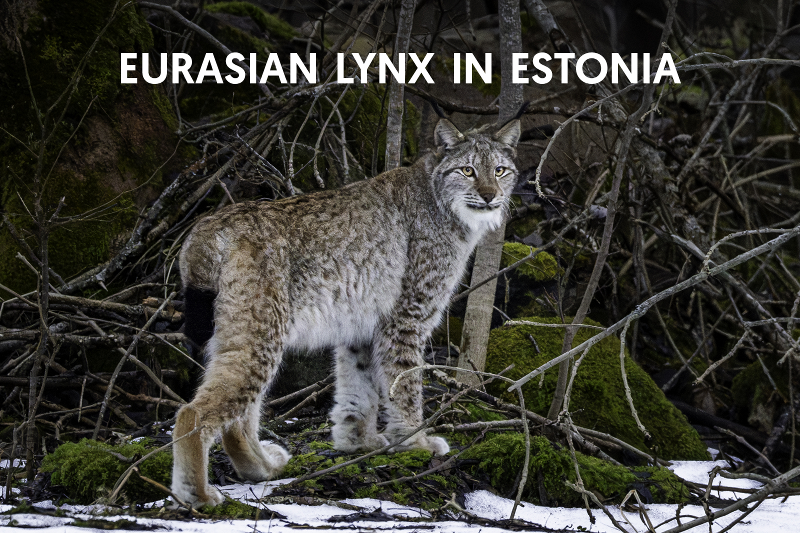 Cat Expeditions - Eurasian Lynx Photo Tour