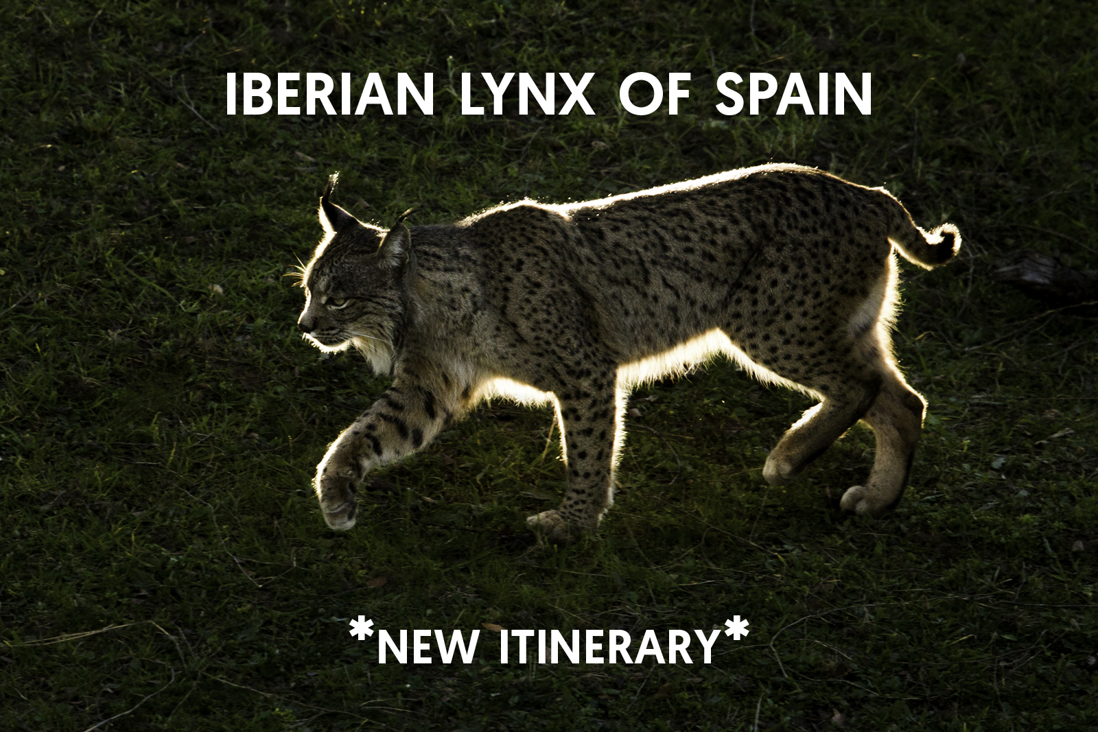 Cat Expeditions - Iberian Lynx of Spain Photo Tour