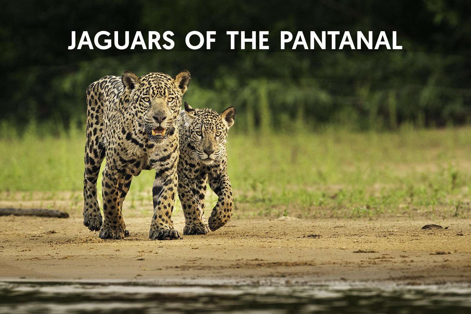 Cat Expeditions - Jaguars of the Pantanal Photo Tour