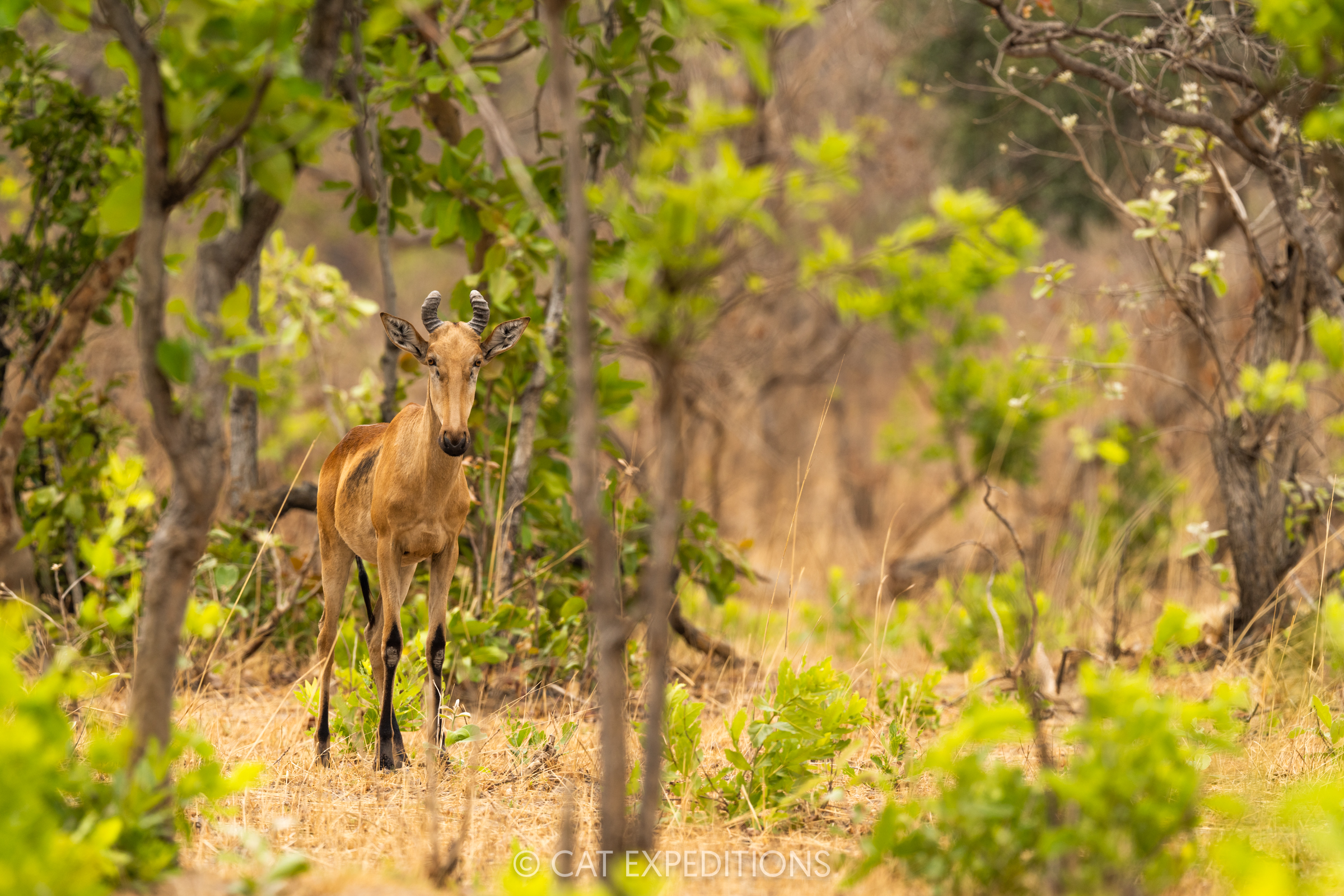Lichtenstein's Hartebeest in miombo woodland, Kafue National Park, Zambia