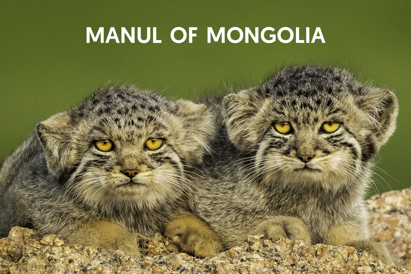 Cat Expeditions - Pallas's Cat Photo Tour