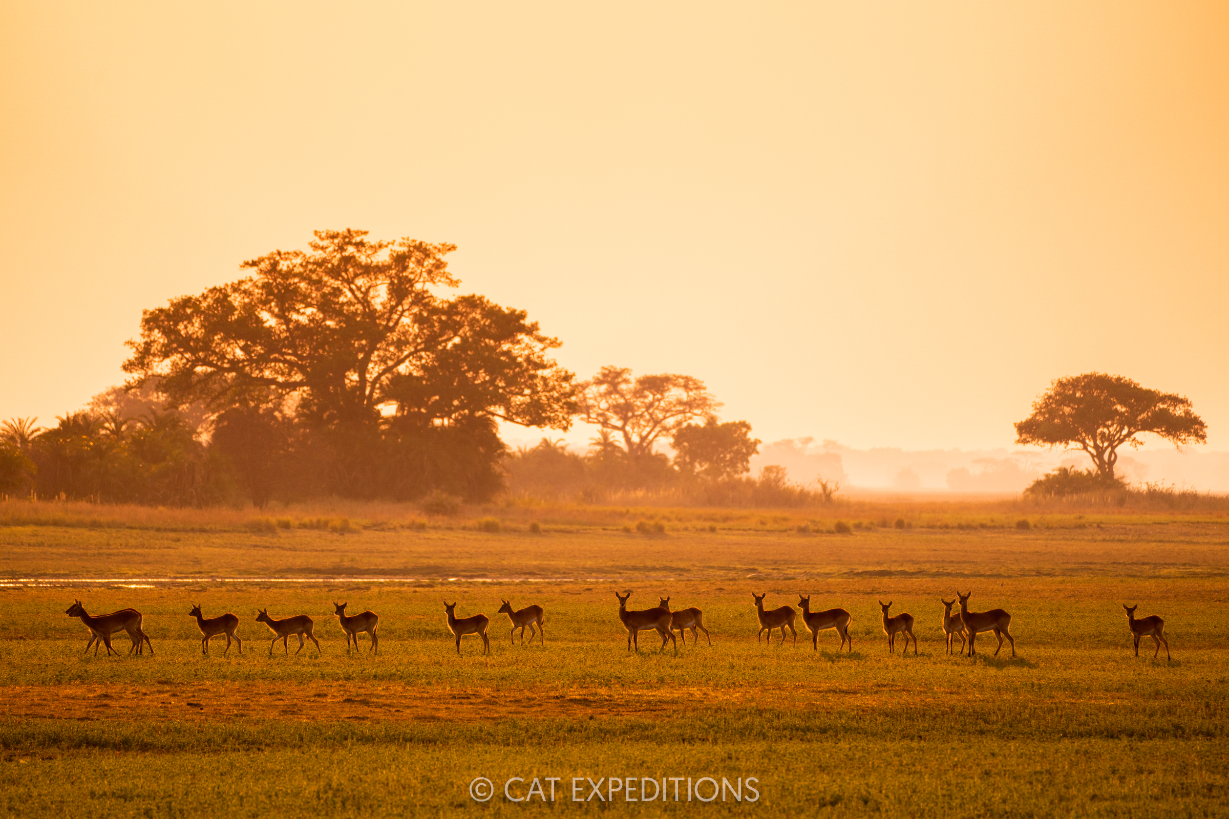 Lechwe herd in floodplain at sunrise, Busanga Plains, Kafue National Park, Zambia