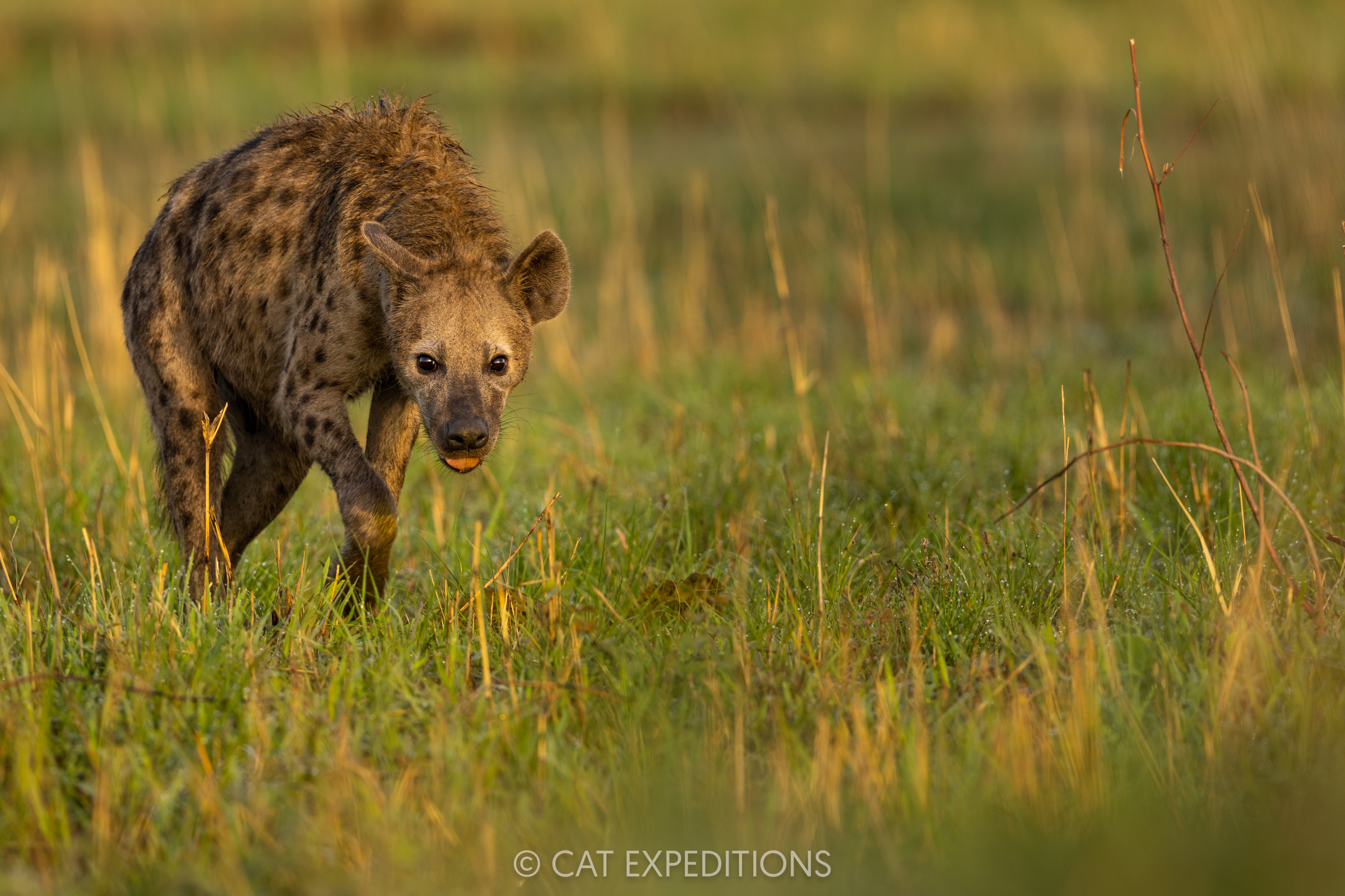 Spotted Hyena, Kafue National Park, Zambia