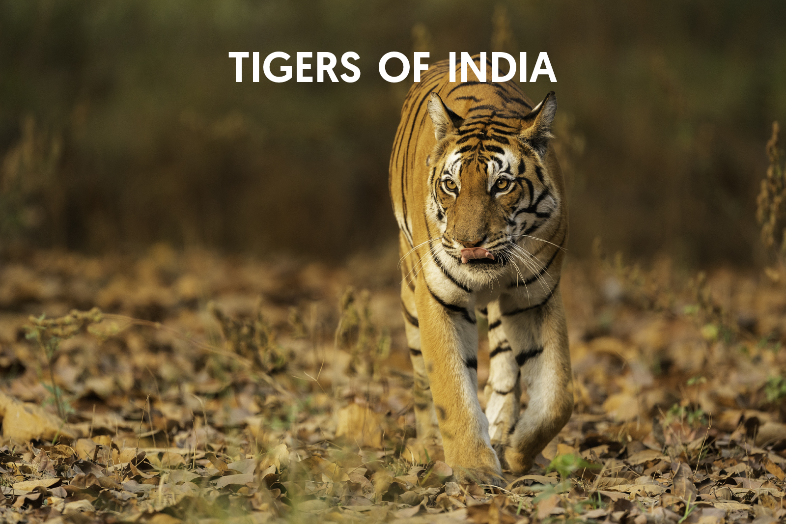 Cat Expeditions - Tigers of India Photo Tour