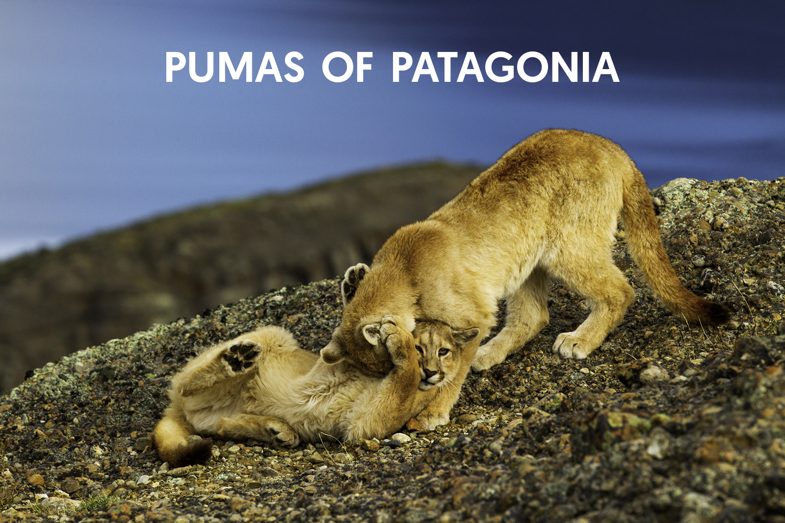 Cat Expeditions - Pumas of Patagonia Photo Tour