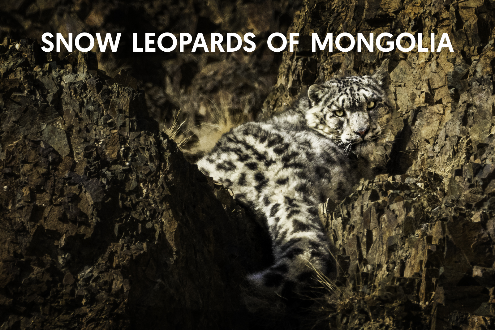 Cat Expeditions - Snow Leopards of Mongolia Photo Tour