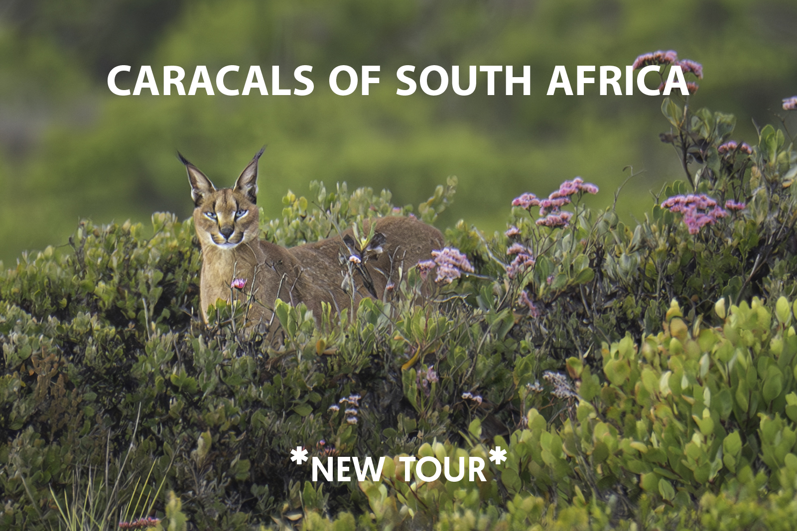 Cat Expeditions - Caracals of the Cape Photo Tour