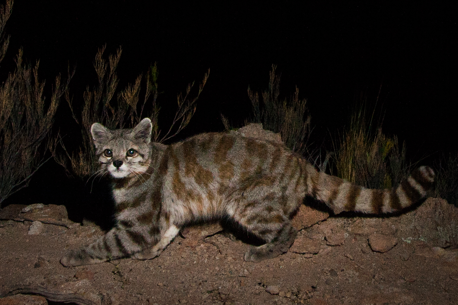 PHOTOGRAPH THE ELUSIVE ANDEAN MOUNTAIN CAT
