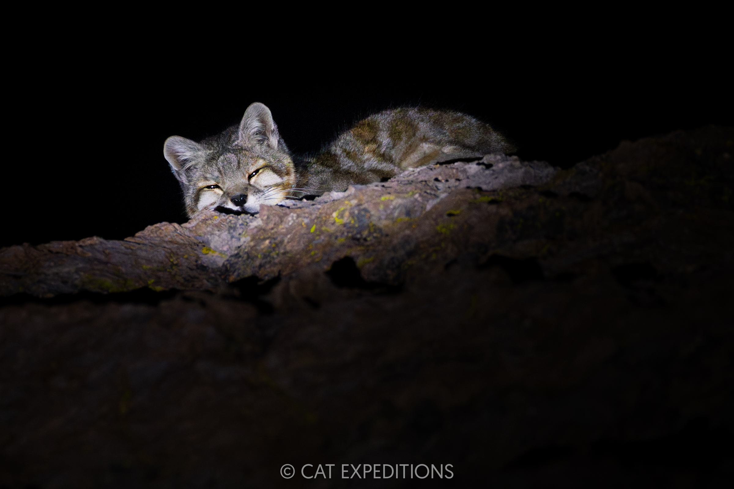 Andean Mountain Cat at night, Andes Andean Mountain Cat at night, Andes