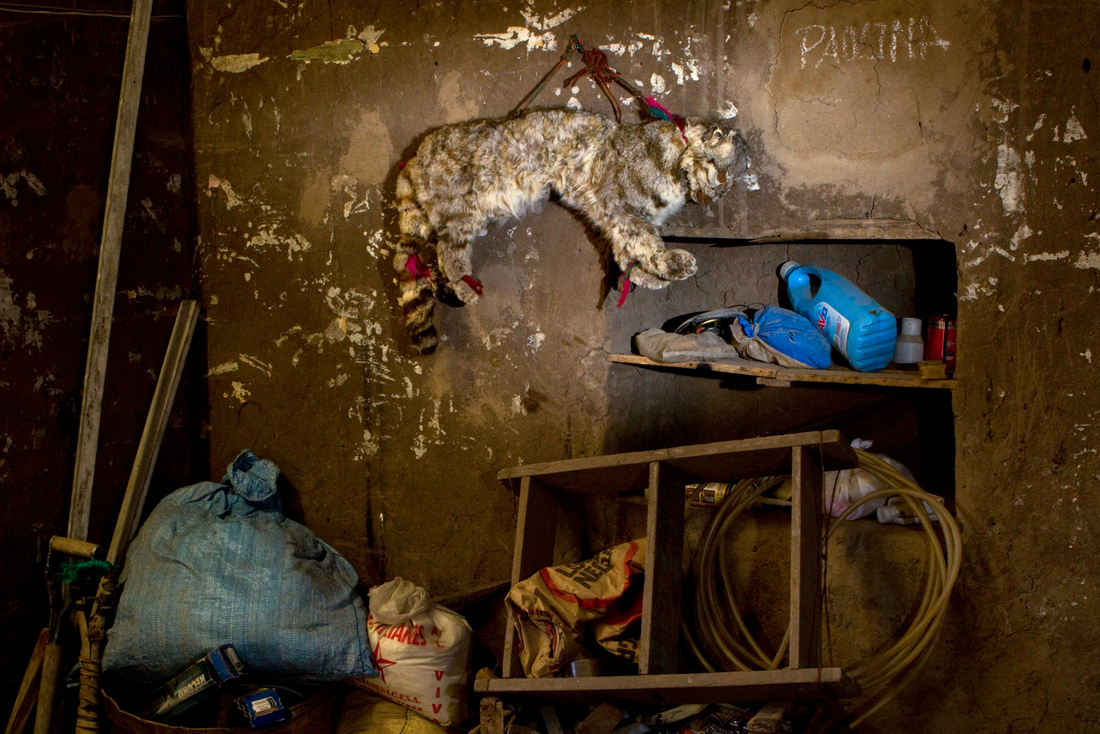LEARN HOW YOU CAN HELP ANDEAN MOUNTAIN CATS