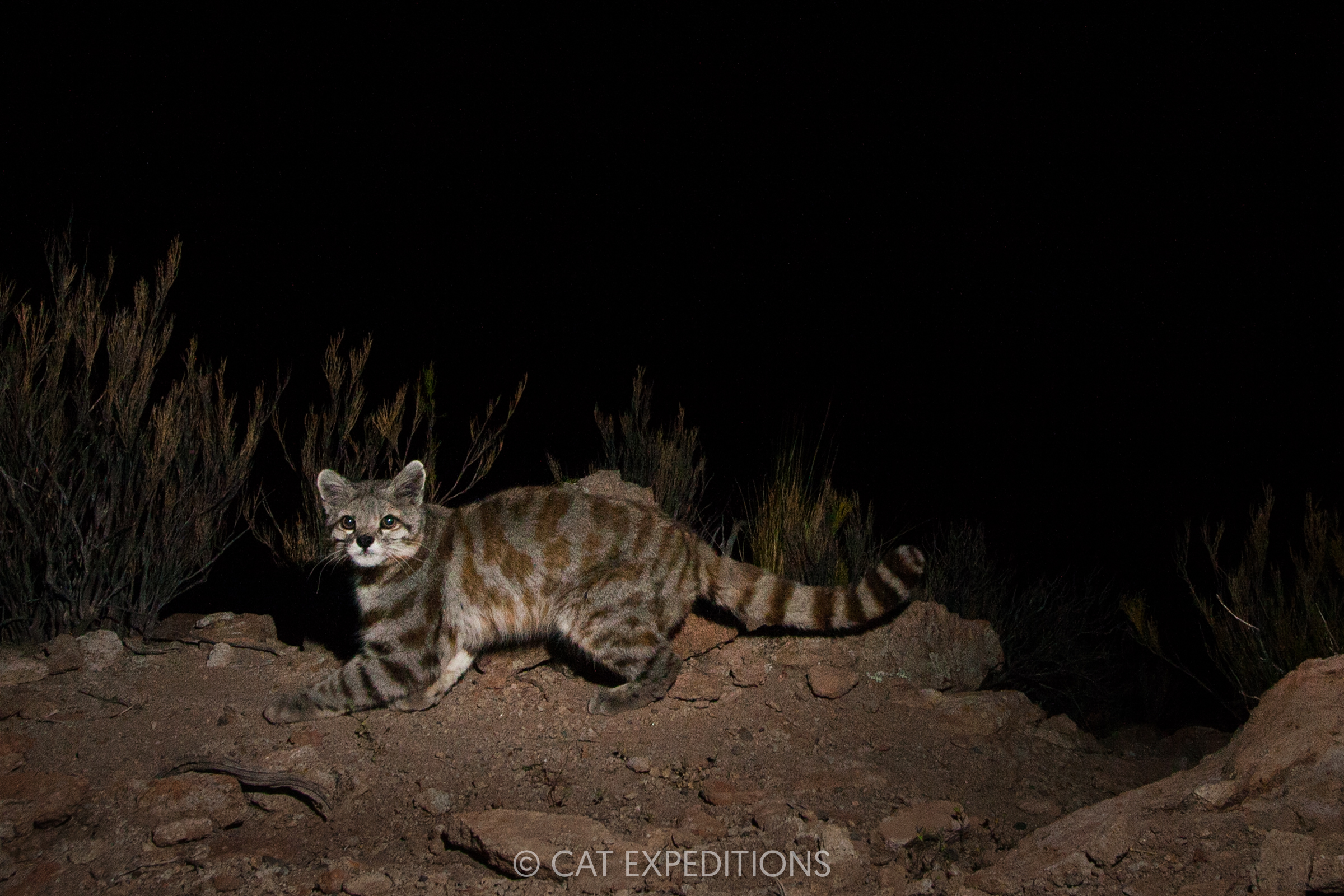 Andean Mountain Cat at night, showing that characteristic long, thick tail and black nose