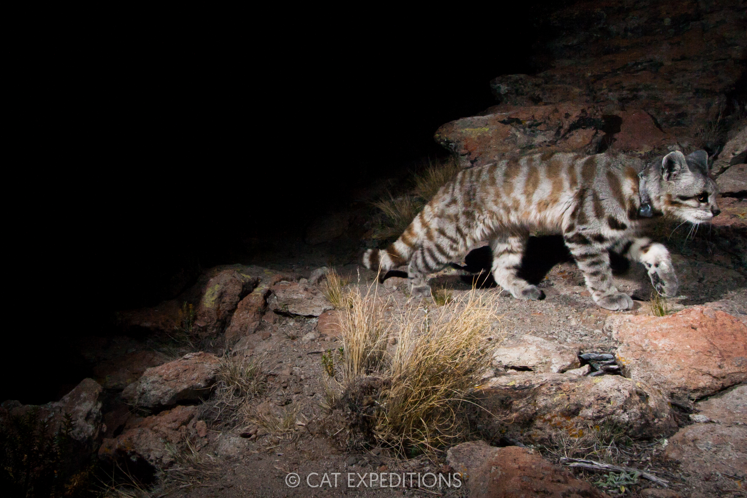 Andean Mountain Cat at night, Andes Andean Mountain Cat at night, Andes