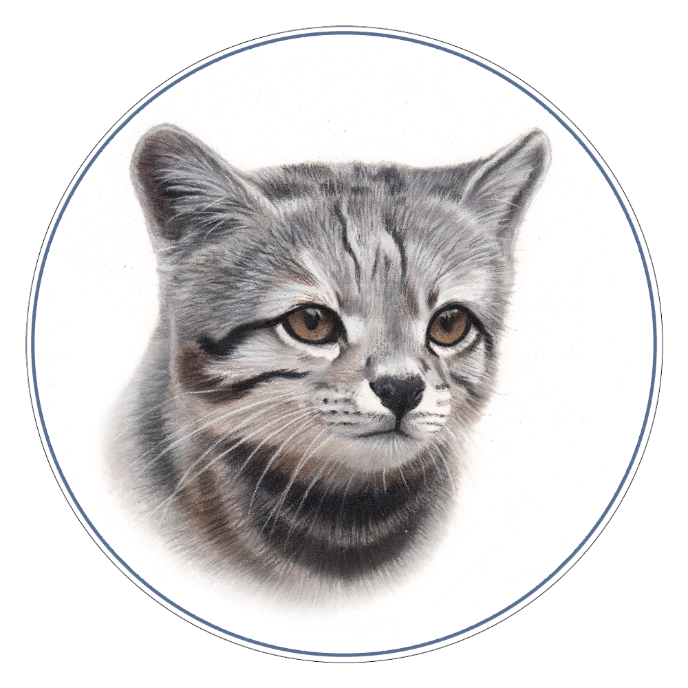 Andean Mountain Cat Illustration
